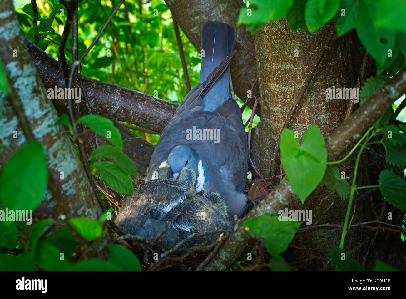 wood-pigeon-nest-hi-res-stock-photography-and-images-alamy