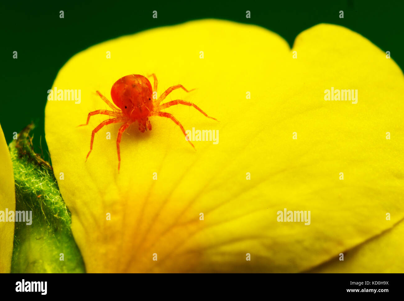 Red Spider Mite - Tetranychus urticae Stock Photo