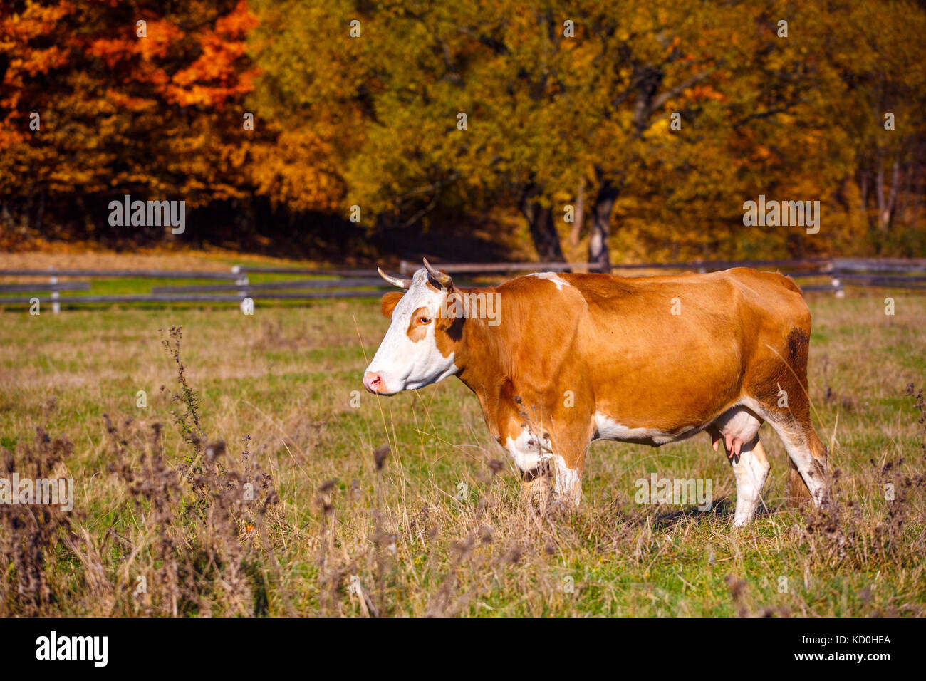 Cow grazes in the autumnal meadow. Stock Photo