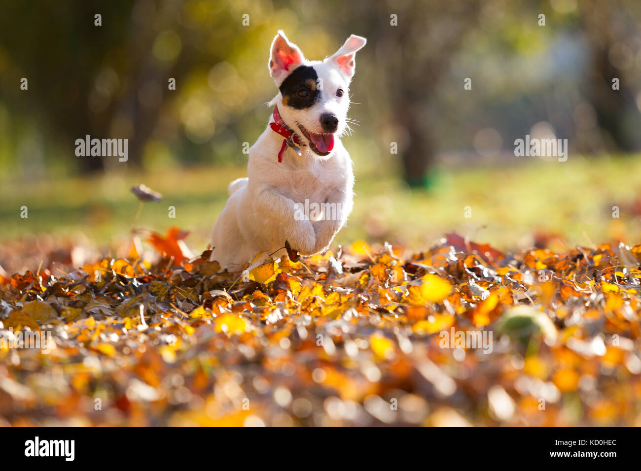 Jack russell chasing tennis ball Stock Photo