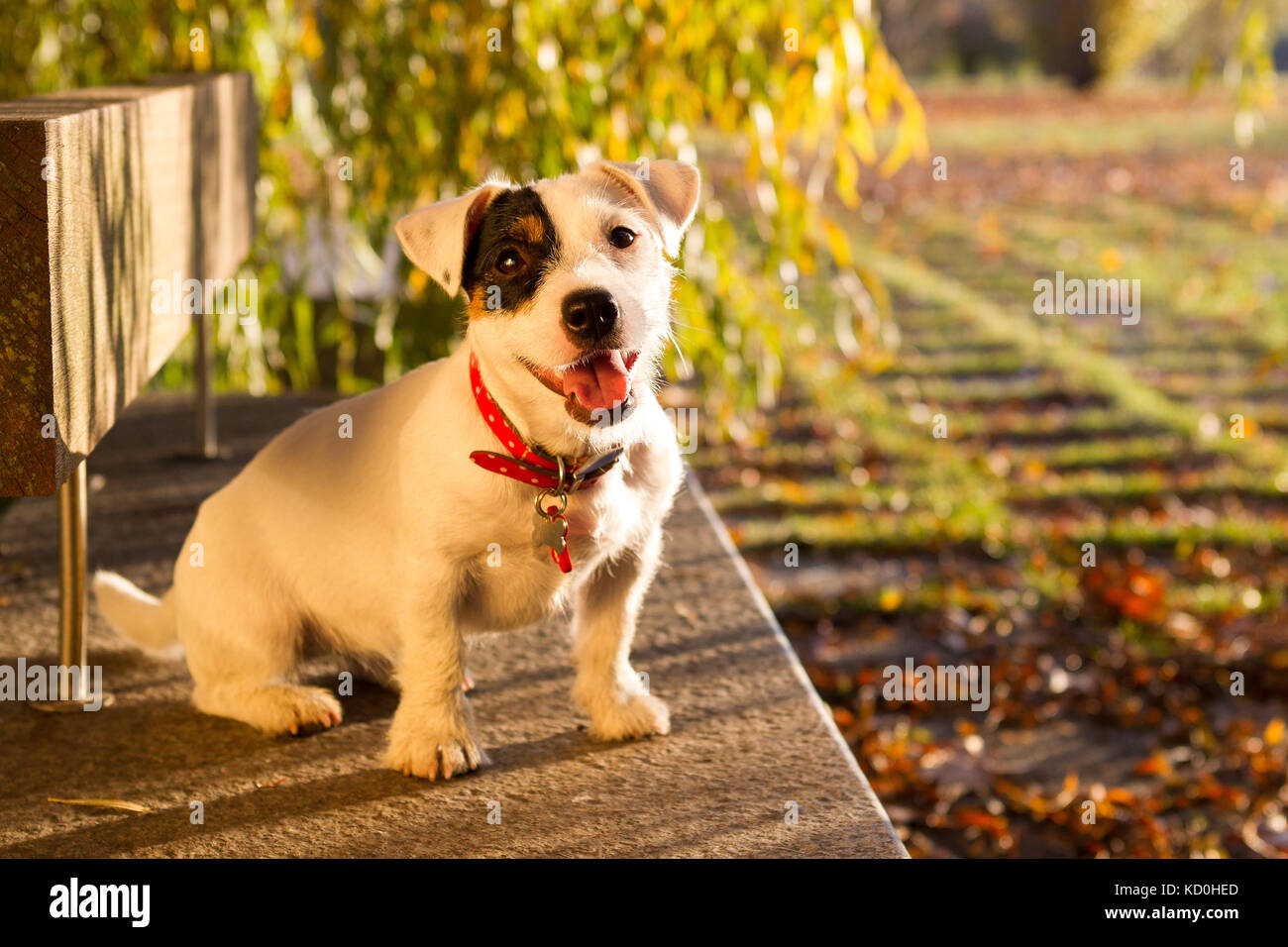 Animal portrait of jack russell looking at camera Stock Photo