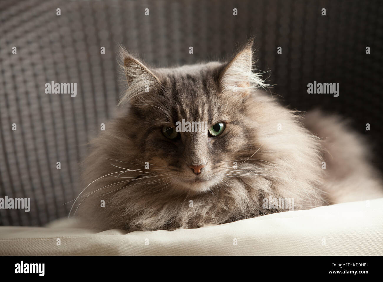 Animal portrait of Norwegian forest cat looking at camera Stock Photo