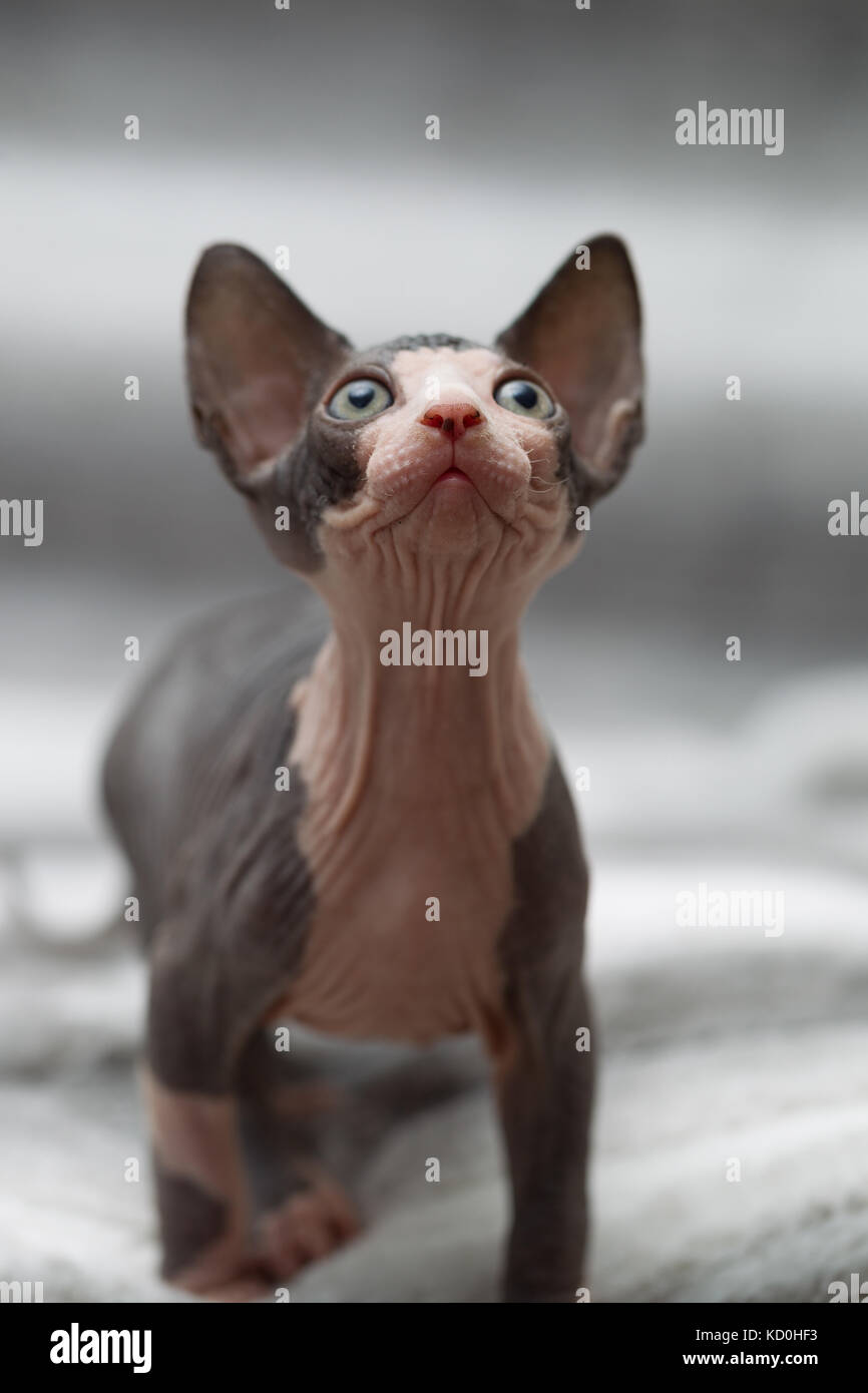 Animal portrait of sphynx cat looking up Stock Photo