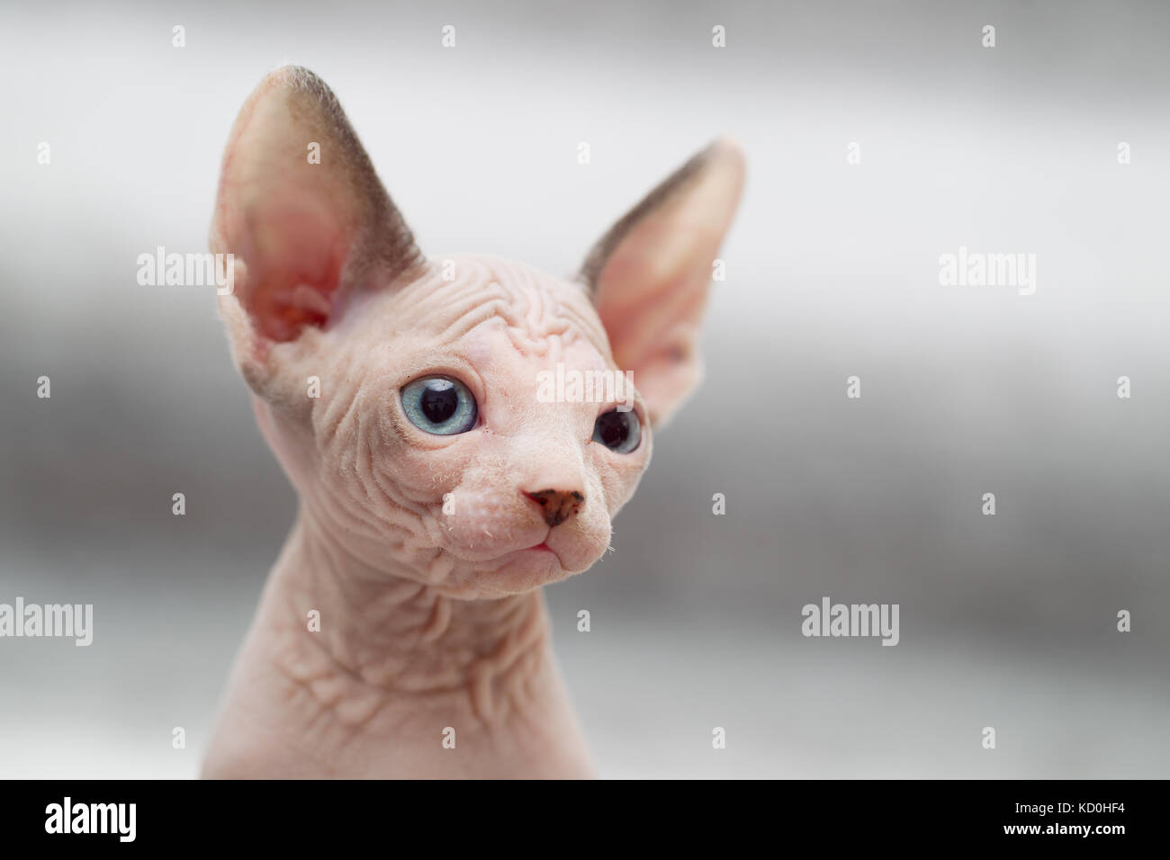 Animal portrait of sphynx cat looking away Stock Photo