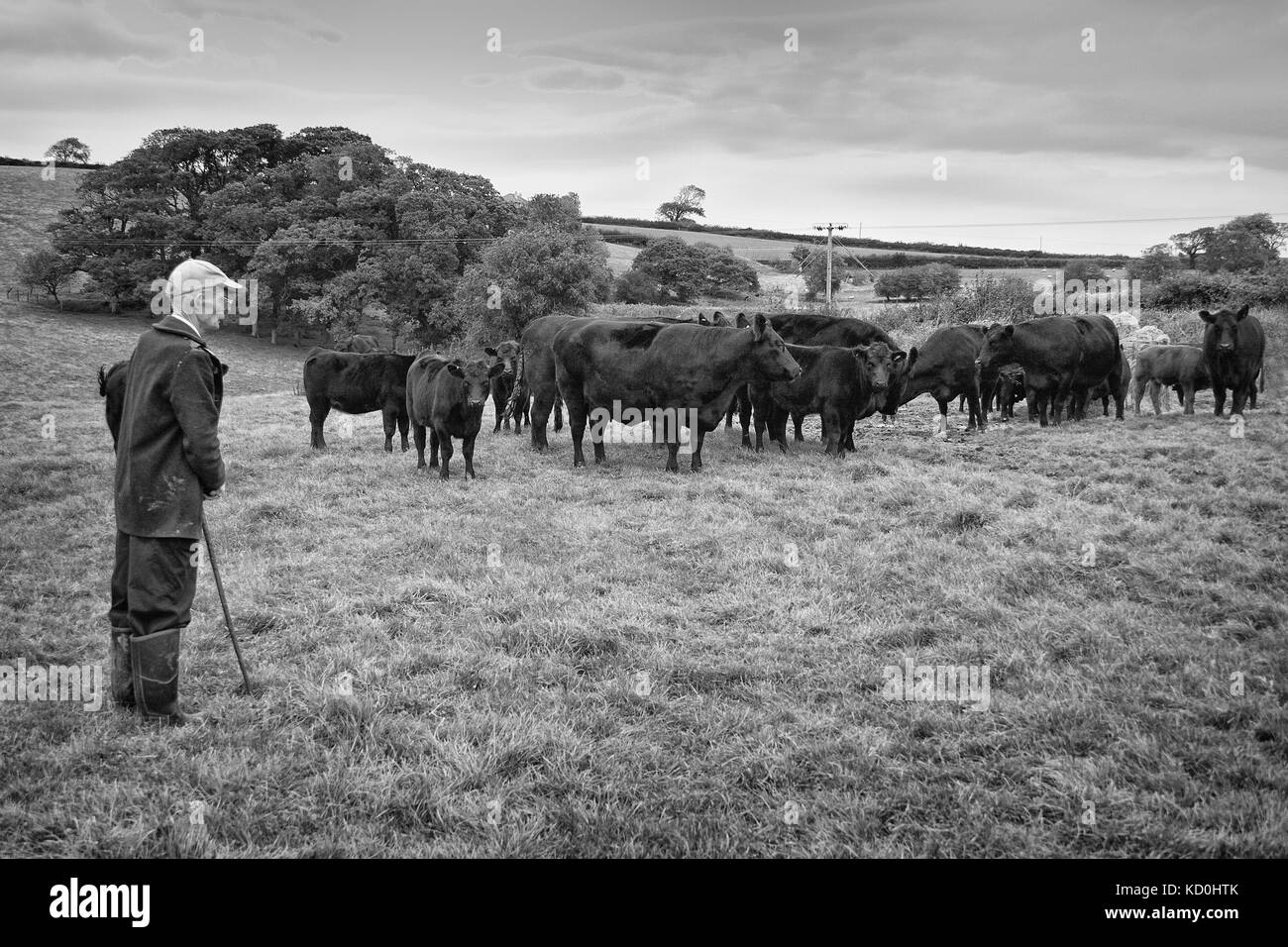 A farmer looking over his herd of Aberdeen Angus cattle Stock Photo