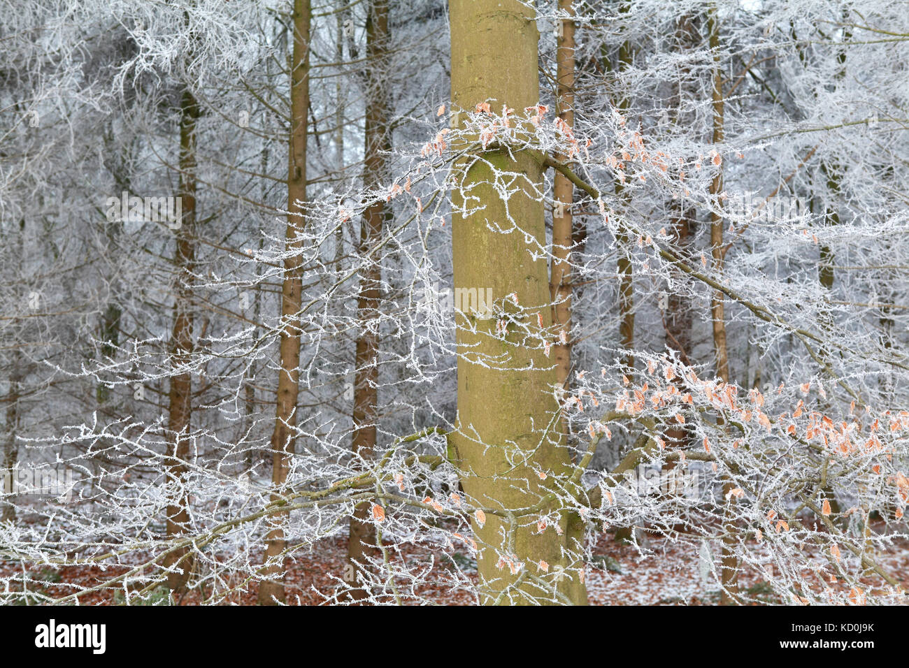 forest covered with frost in winter Stock Photo - Alamy