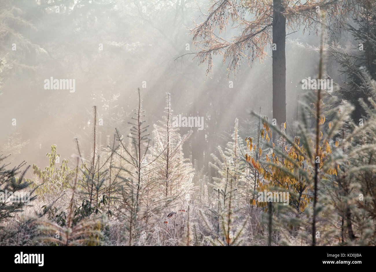 sunbeams in foggy autumn forest covered with frost Stock Photo - Alamy