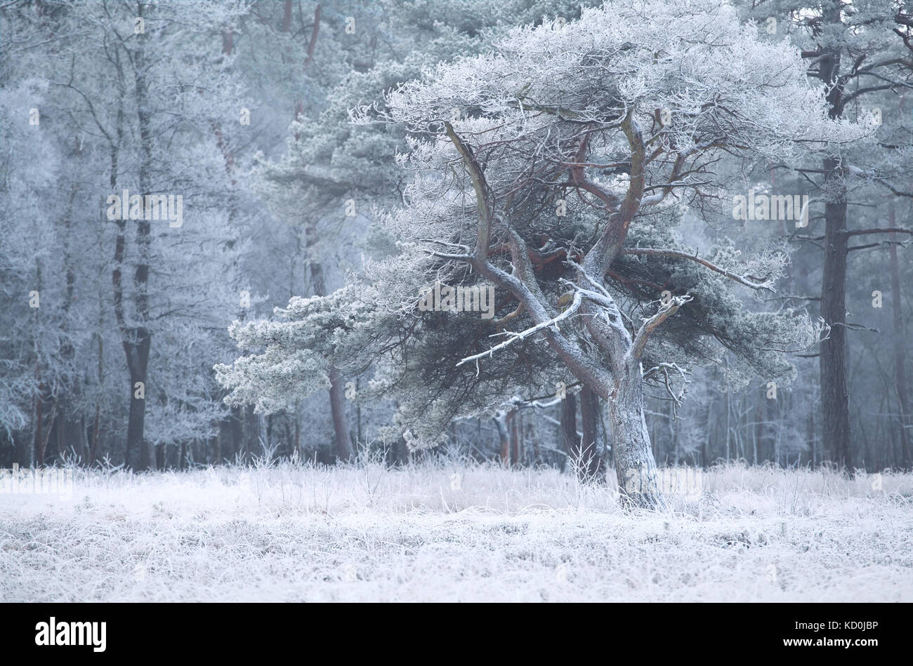 Tree frost covered pine hi-res stock photography and images - Alamy