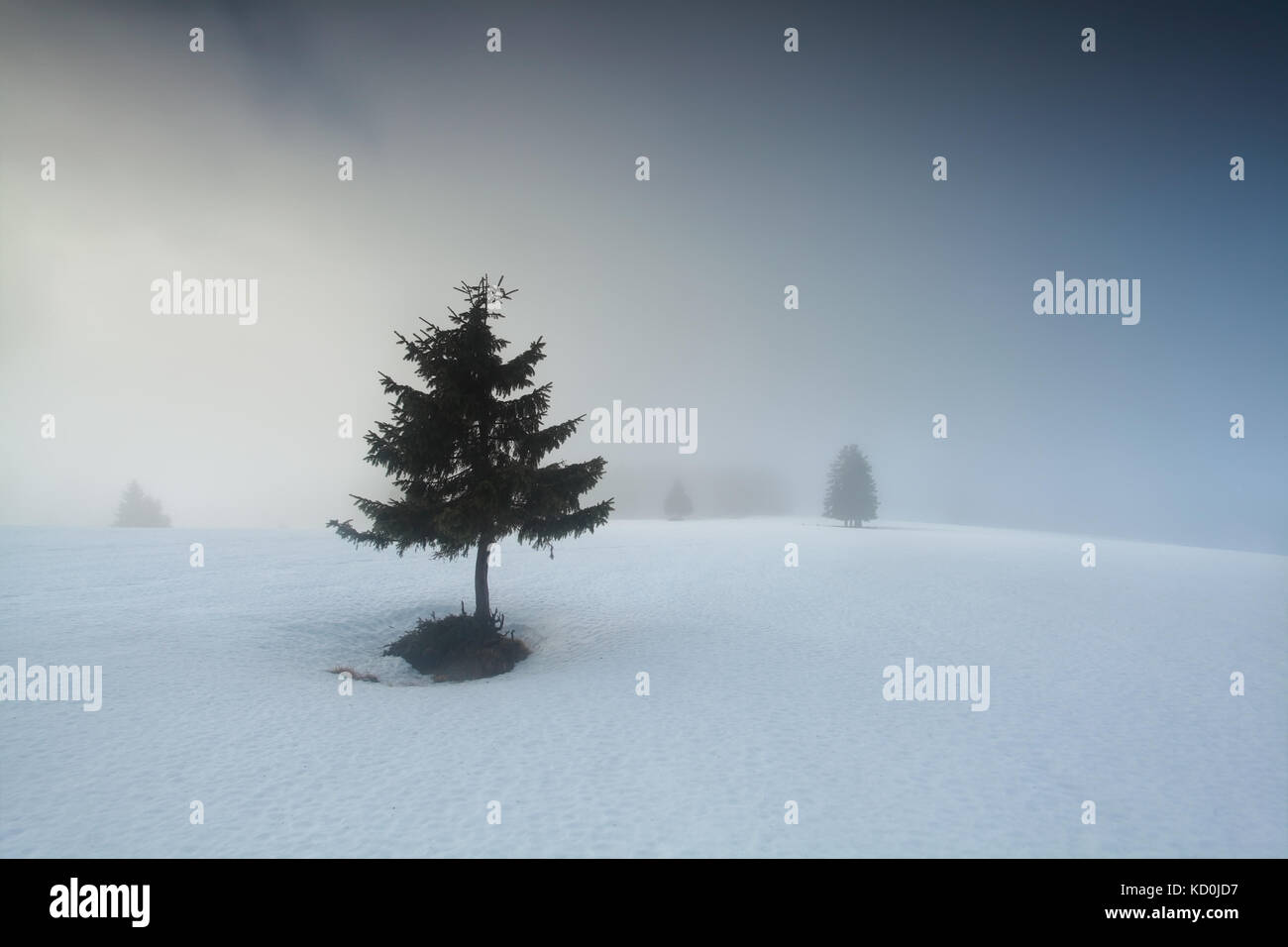 Pine tree in the fog hi-res stock photography and images - Alamy