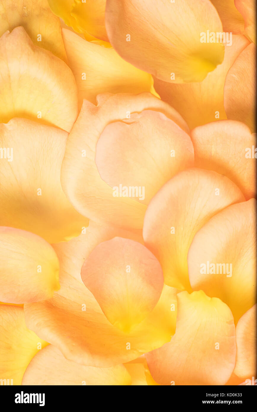 background of orange rose petals Stock Photo - Alamy