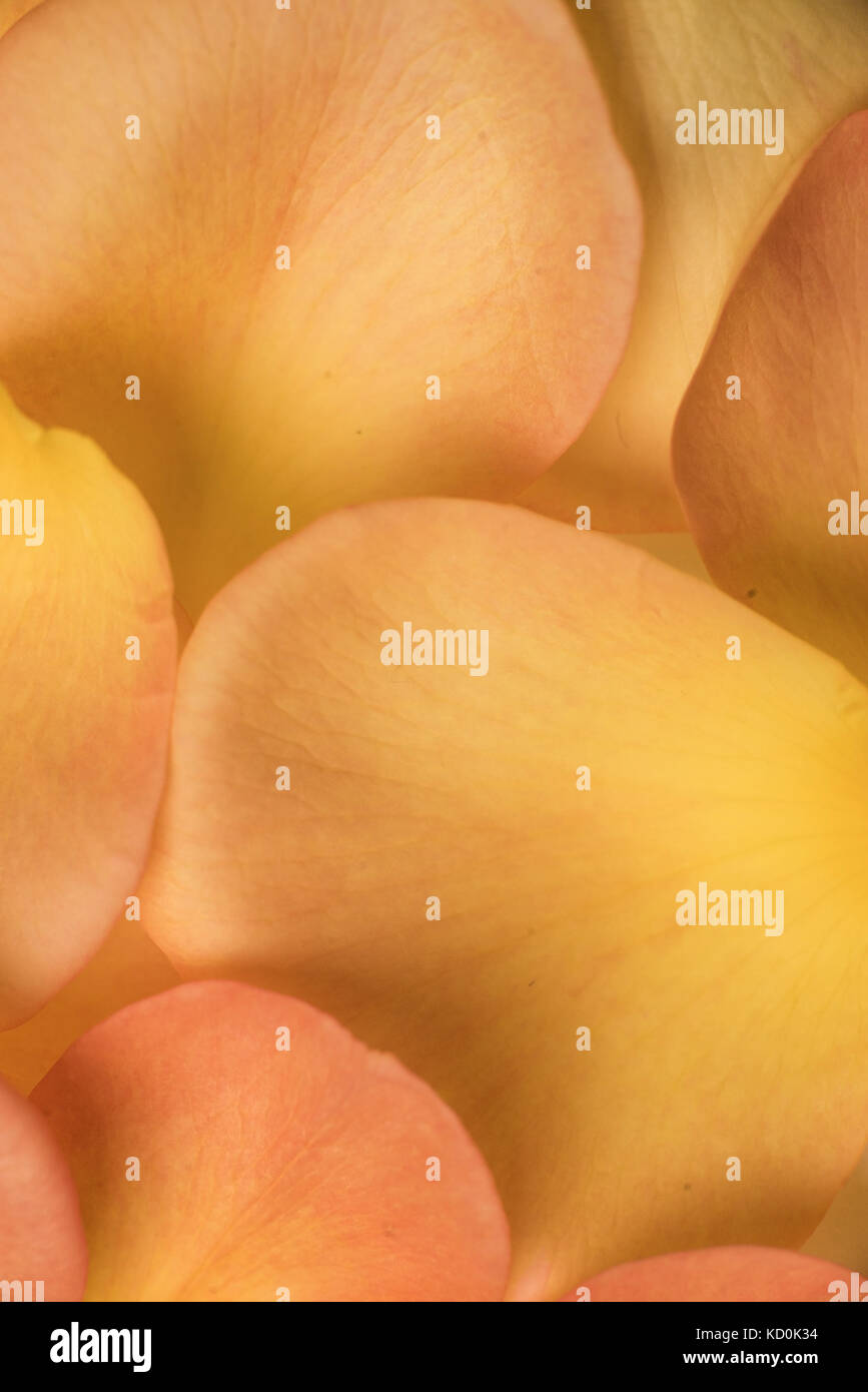 background of orange rose petals Stock Photo - Alamy