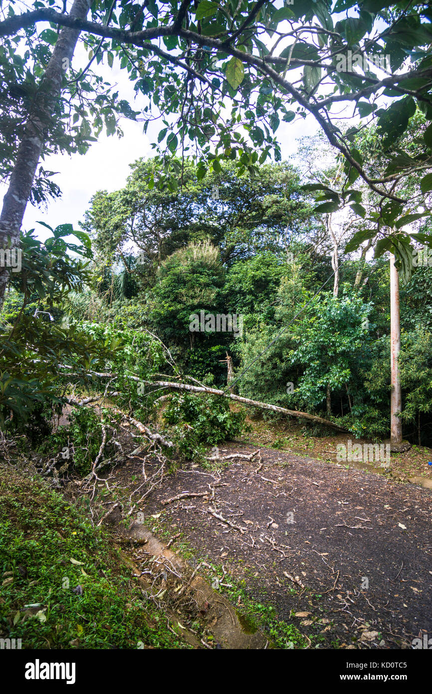 Trees and electric power lines down after strong tropical storm force damaging winds near El Valle de Anton, Panama. Credit: Urs Hauenstein/Alamy Live News Stock Photo