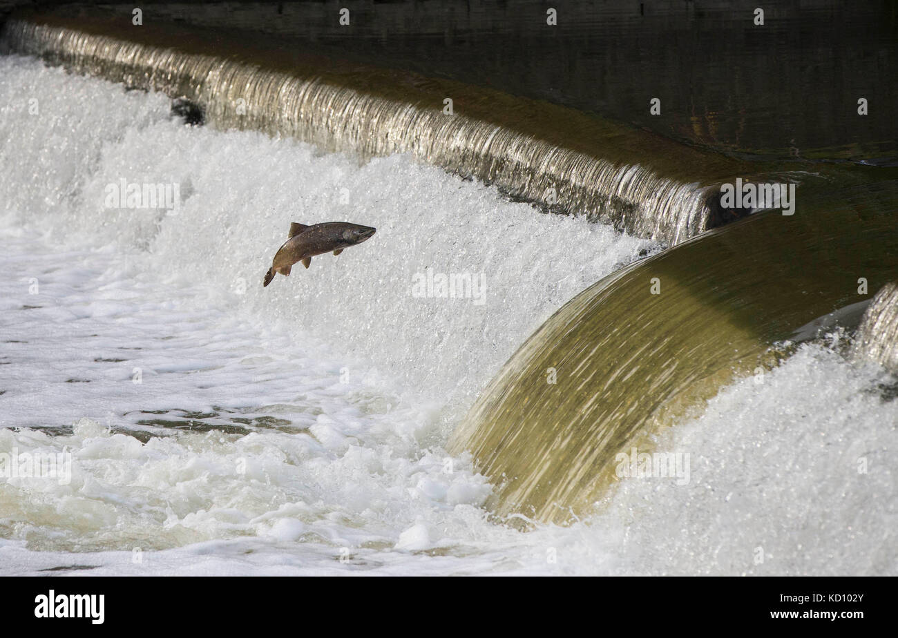 Toronto, Canada. 8th Oct, 2017. A salmon tries to jump over a weir during its migration to its