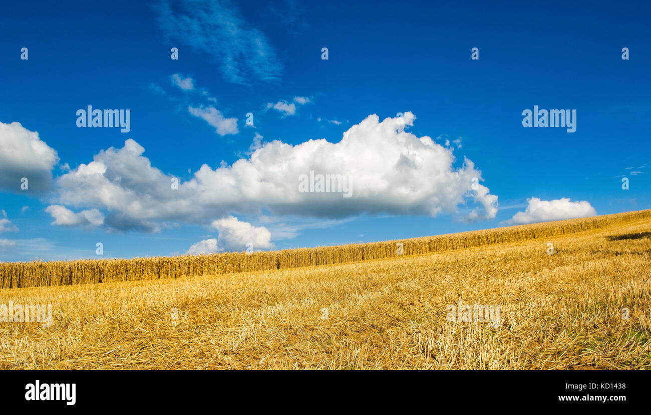 A golden field of wheat or corn, partially cut for the harvest. Stunning blue sky with one white fluffy cloud. Field slopes up left to right. Devon UK Stock Photo