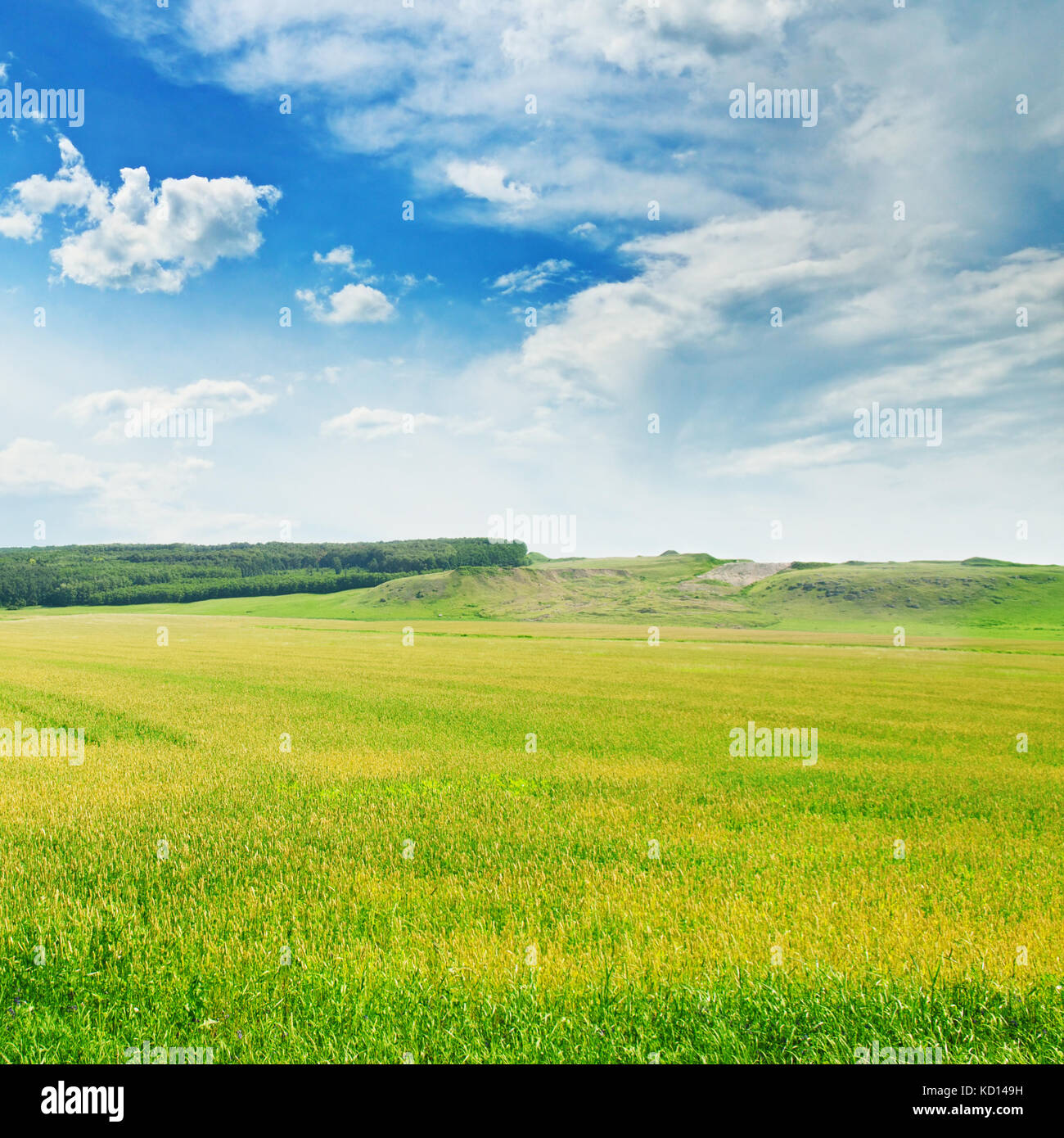 green wheat field and blue cloudy sky Stock Photo - Alamy