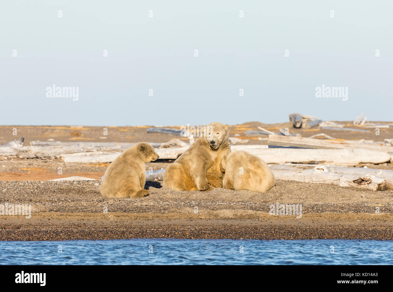 Sow polar bear (Ursus maritimus) and cubs nursing on spit along Beaufort Sea on Barter Island in Kaktovik, Alaska. Autumn. Afternoon. Stock Photo