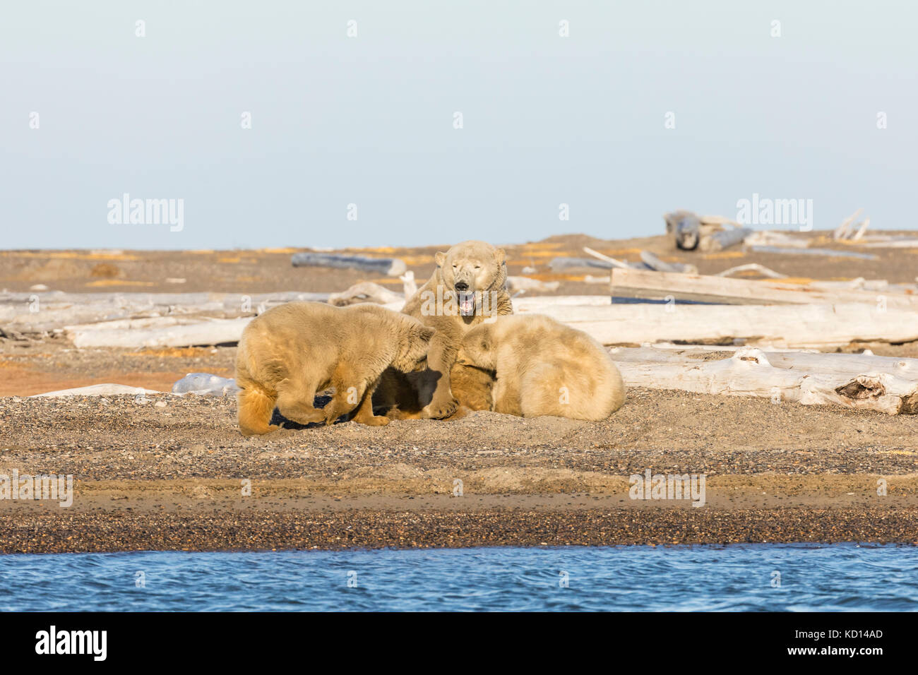 Sow polar bear (Ursus maritimus) and cubs nursing on spit along Beaufort Sea on Barter Island in Kaktovik, Alaska. Autumn. Afternoon. Stock Photo