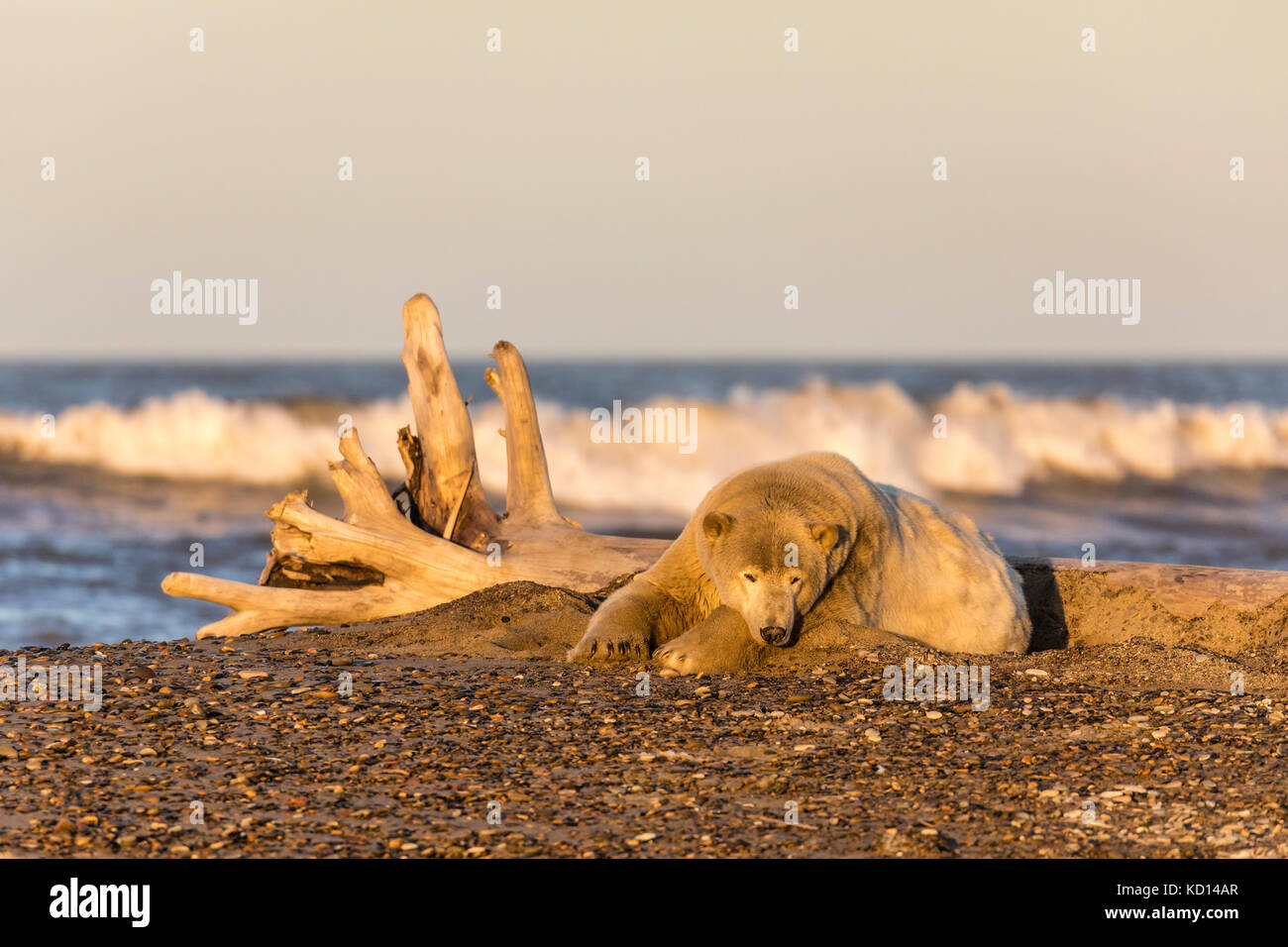 The setting sun illuminates a Polar Bear resting along the Beaufort Sea waiting for the ocean to freeze to forage for seals in Kaktovik, Alaska. Stock Photo