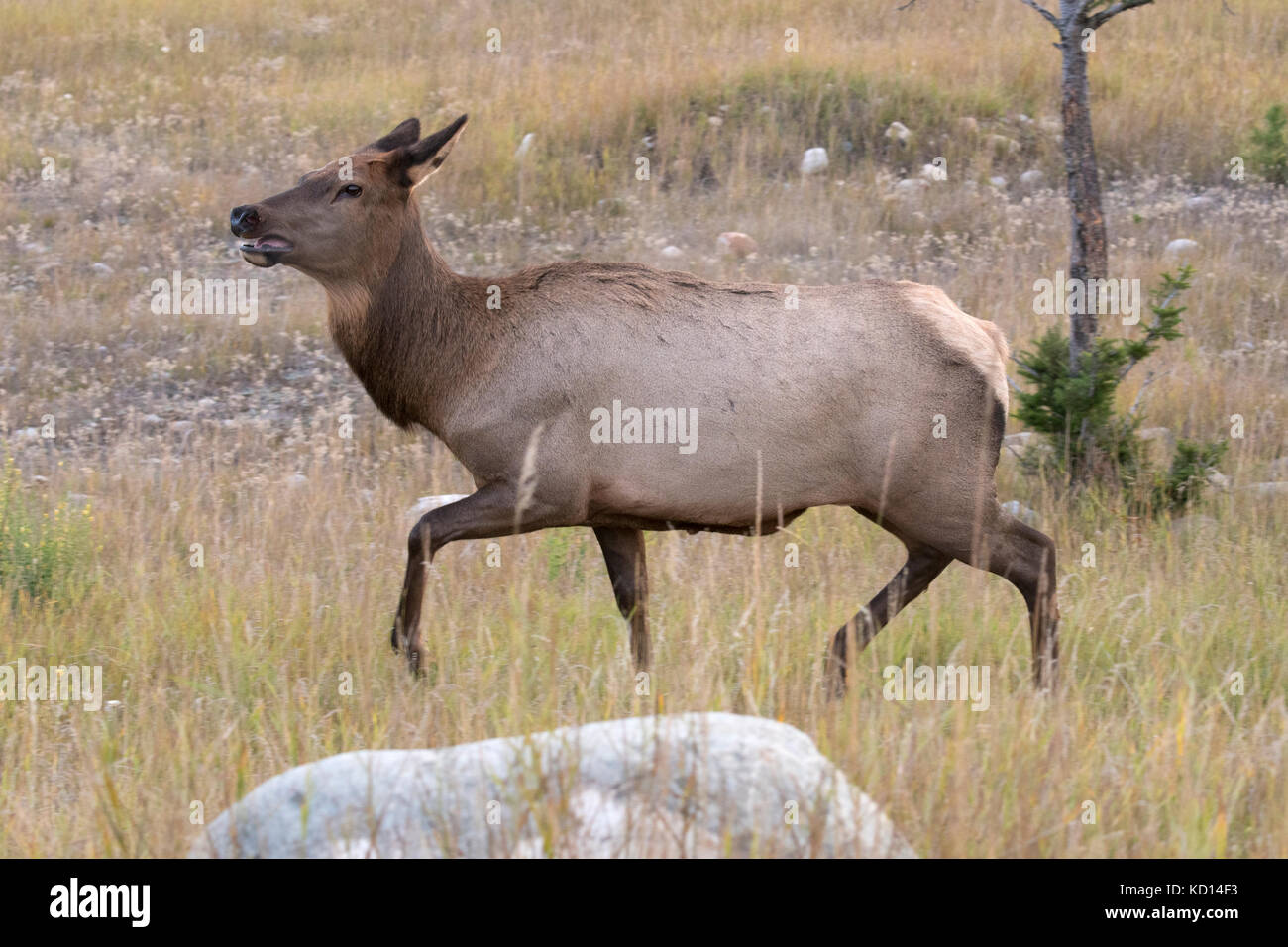 Cow elk walking across grassy field. (Cervus canadensis). Jasper National Park, Alberta, Canada. Stock Photo