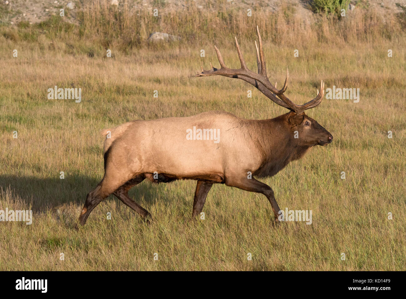 Bull Elk or wapiti walking through dried grasses, (Cervus canadensis), Jasper National Park, Alberta, Canada Stock Photo