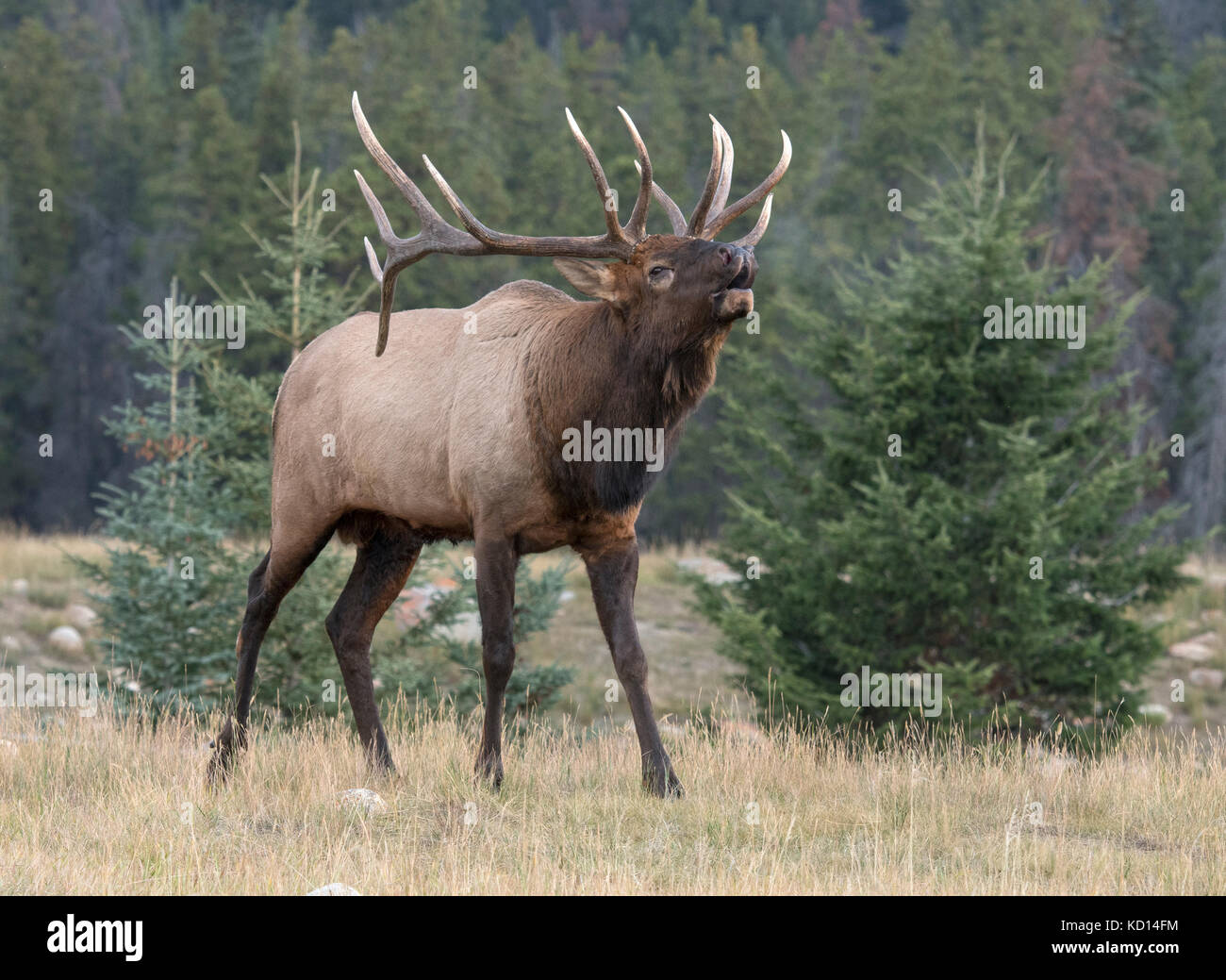 Bull elk bugling, rut behavior, walking at edge of forest, (Cervus canadensis), Jasper National Park, Alberta, Canada Stock Photo