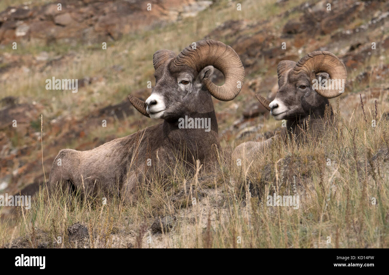 Resting Ram bighorn sheep (Ovis canadensis), Jasper National Park, Alberta, Canada Stock Photo
