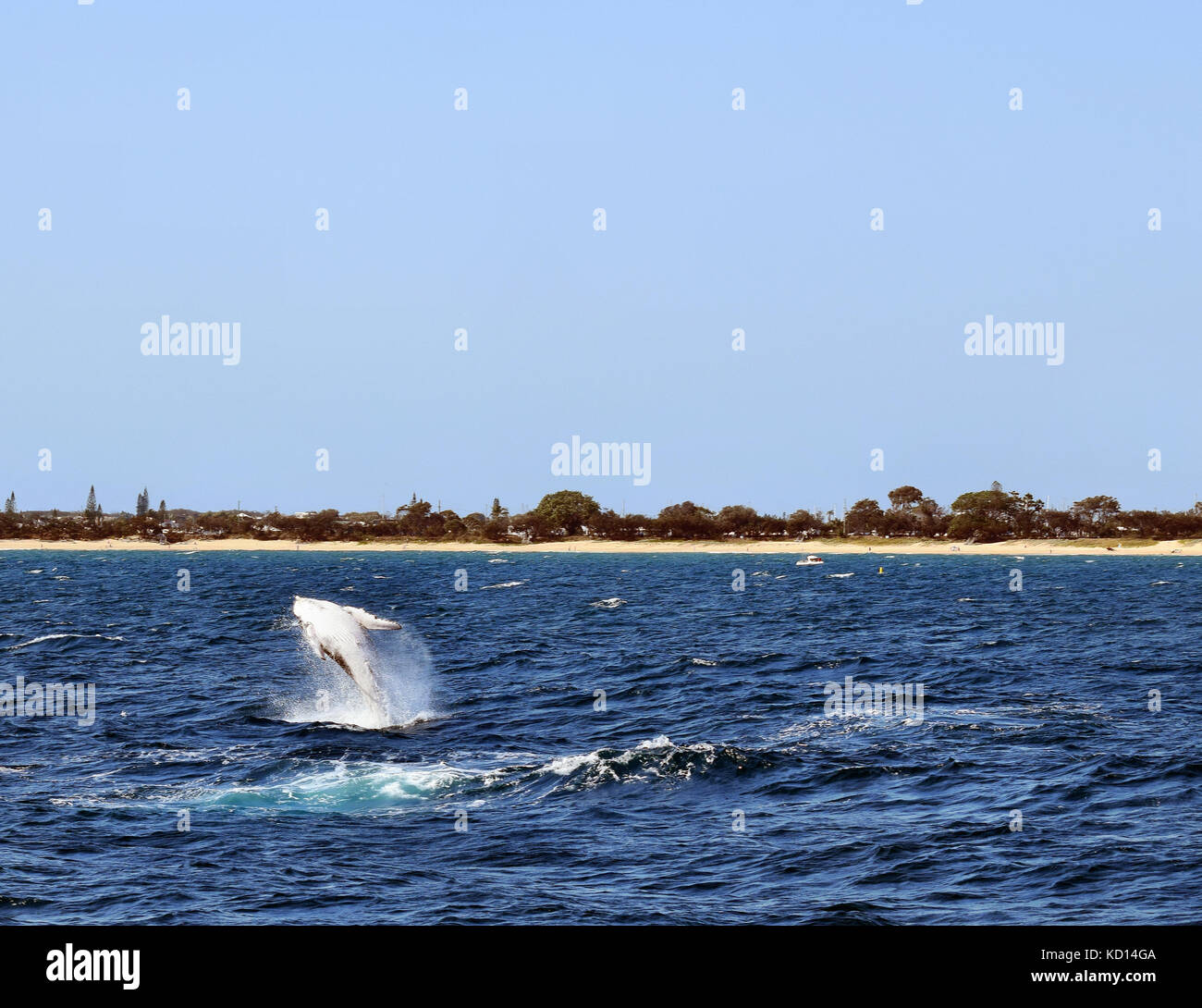 Humpback Whale (Megaptera novaeangliae) breaching at Sunshine Coast, Queensland, Australia Stock Photo