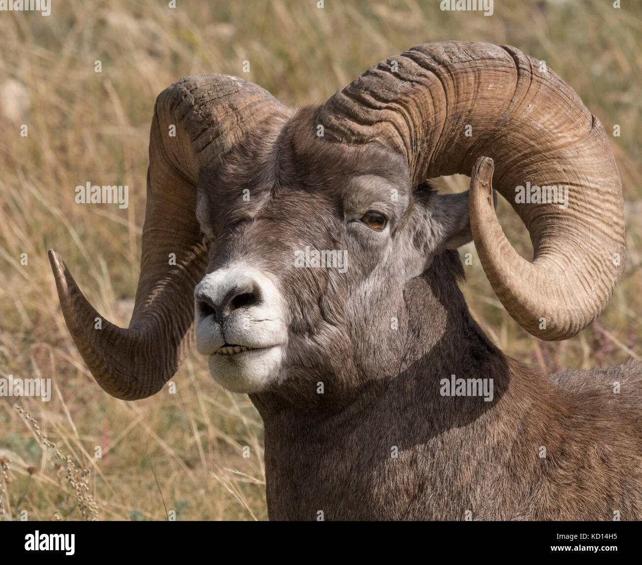 Portrait of Ram bighorn sheep (Ovis canadensis), Jasper National Park, Alberta, Canada Stock Photo