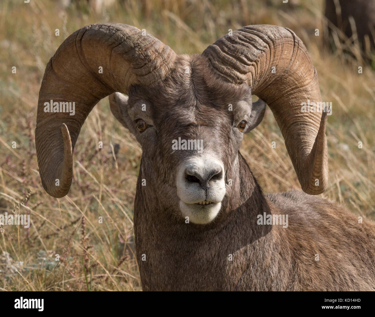 Portrait of Ram bighorn sheep (Ovis canadensis), Jasper National Park, Alberta, Canada Stock Photo
