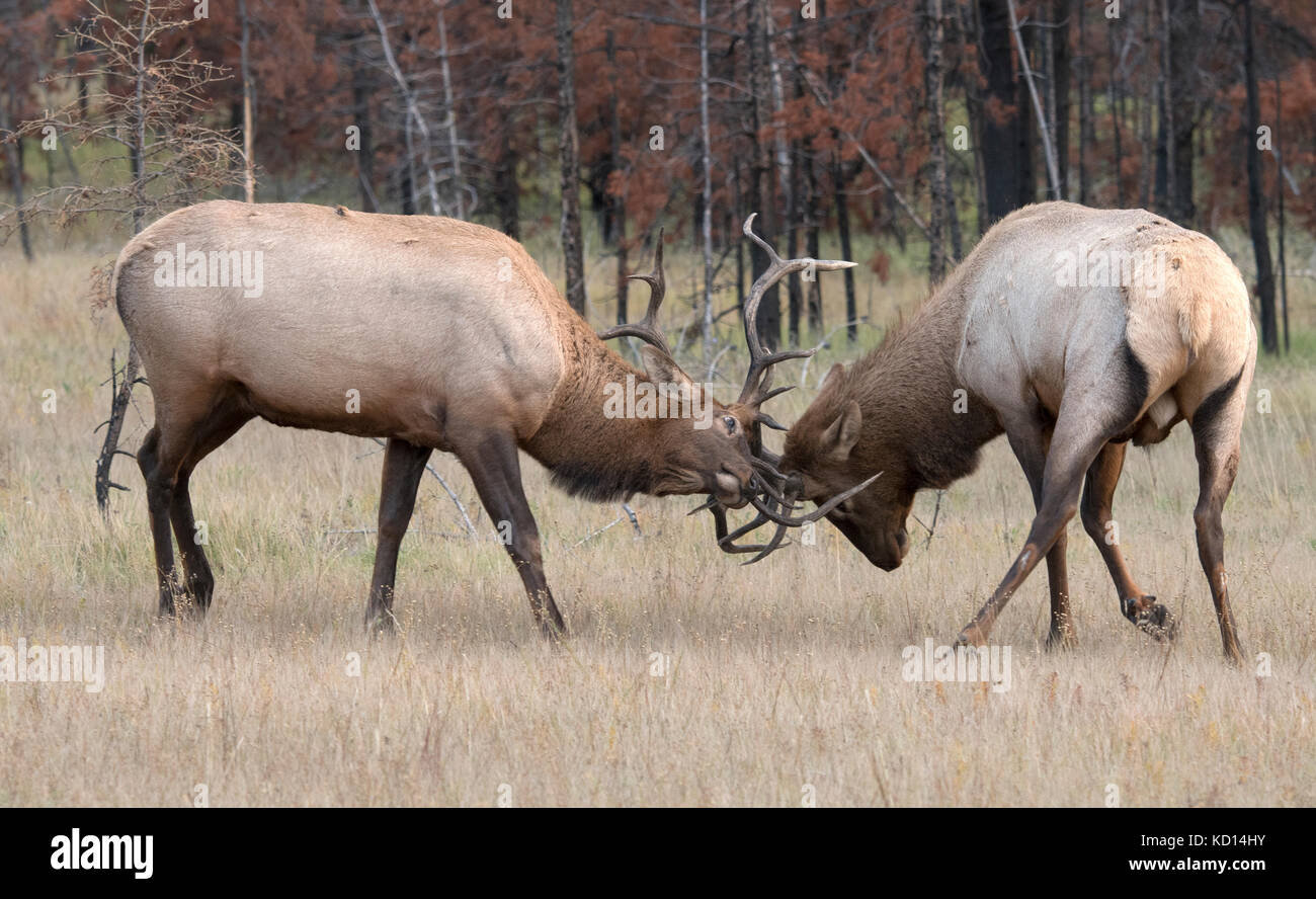 Bull (Male) elk, or wapiti (Cervus canadensis), spar fighting during rut Jasper National Park, Alberta, Canada Stock Photo