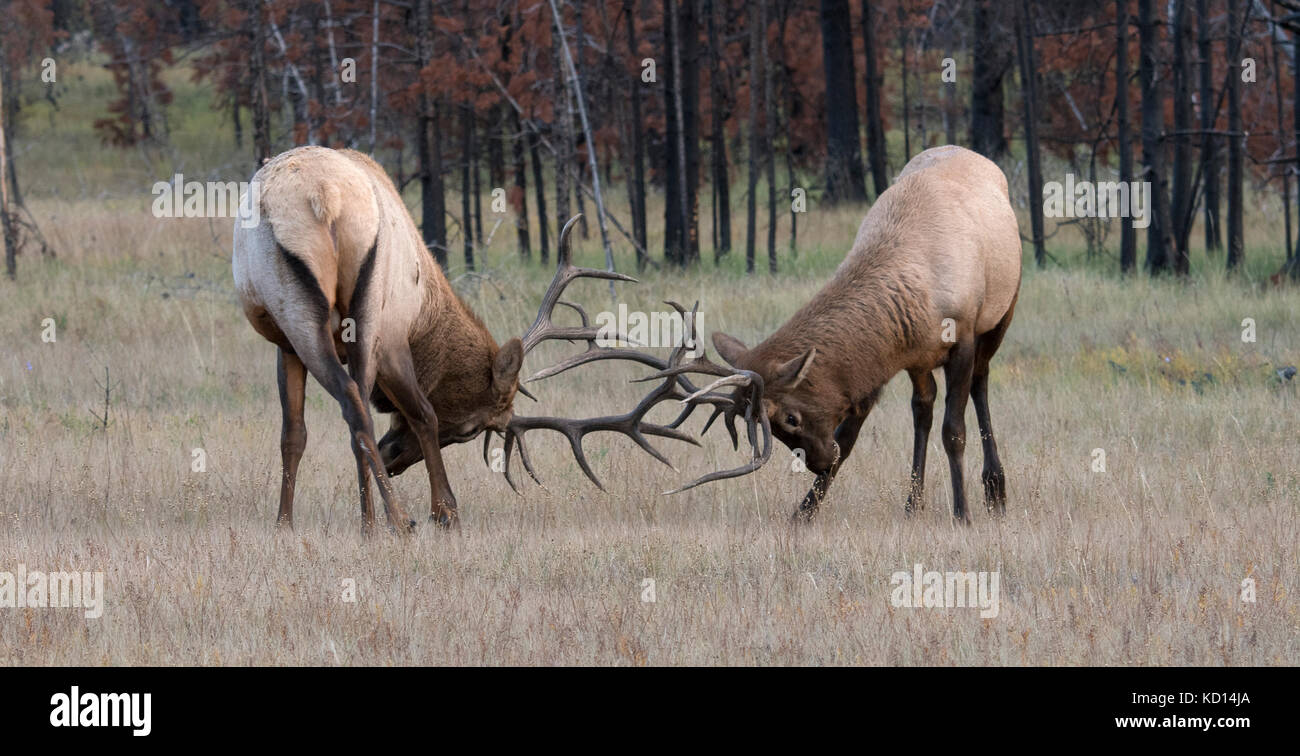 Bull (Male) elk, or wapiti (Cervus canadensis), spar fighting during