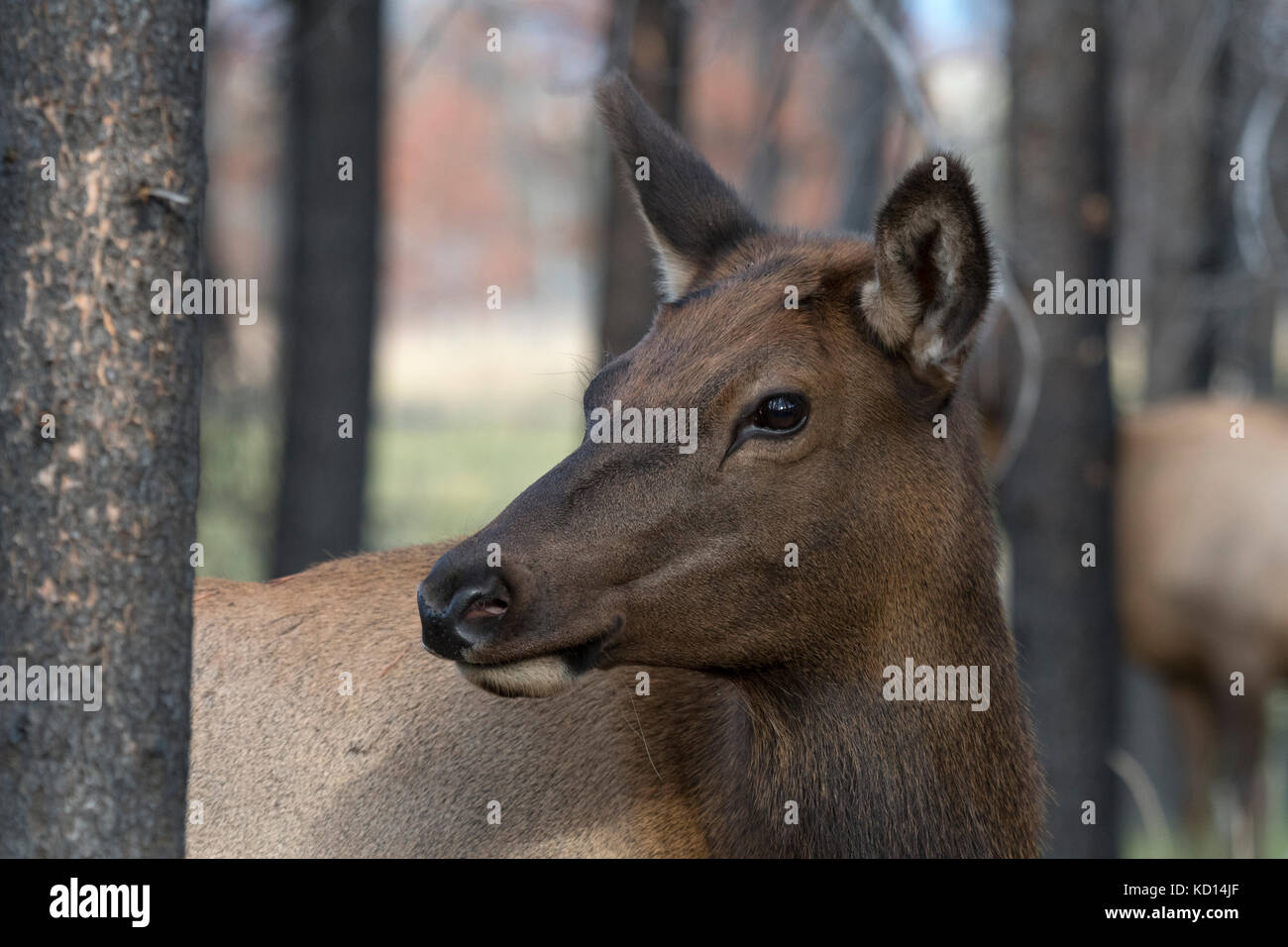 Portrait of Cow (female) elk, or wapiti (Cervus canadensis),  Jasper National Park, Alberta, Canada Stock Photo