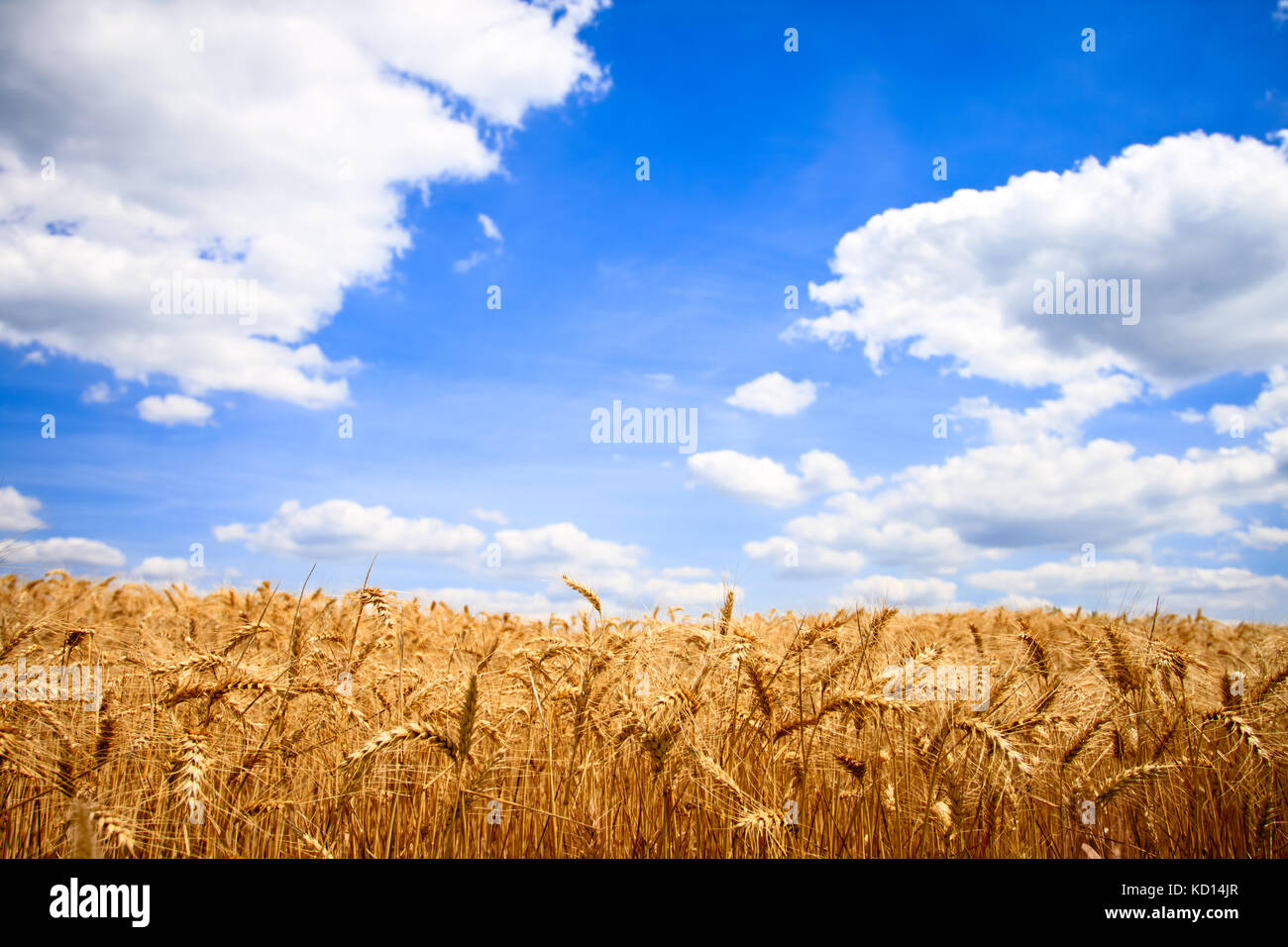 golden wheat field with blue sky, landscape Stock Photo