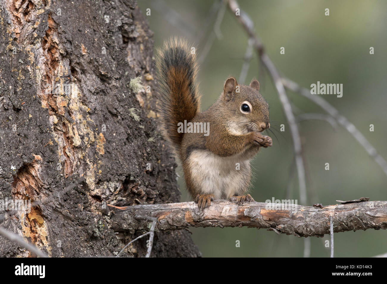 Squirrels In Canada High Resolution Stock Photography And Images Alamy