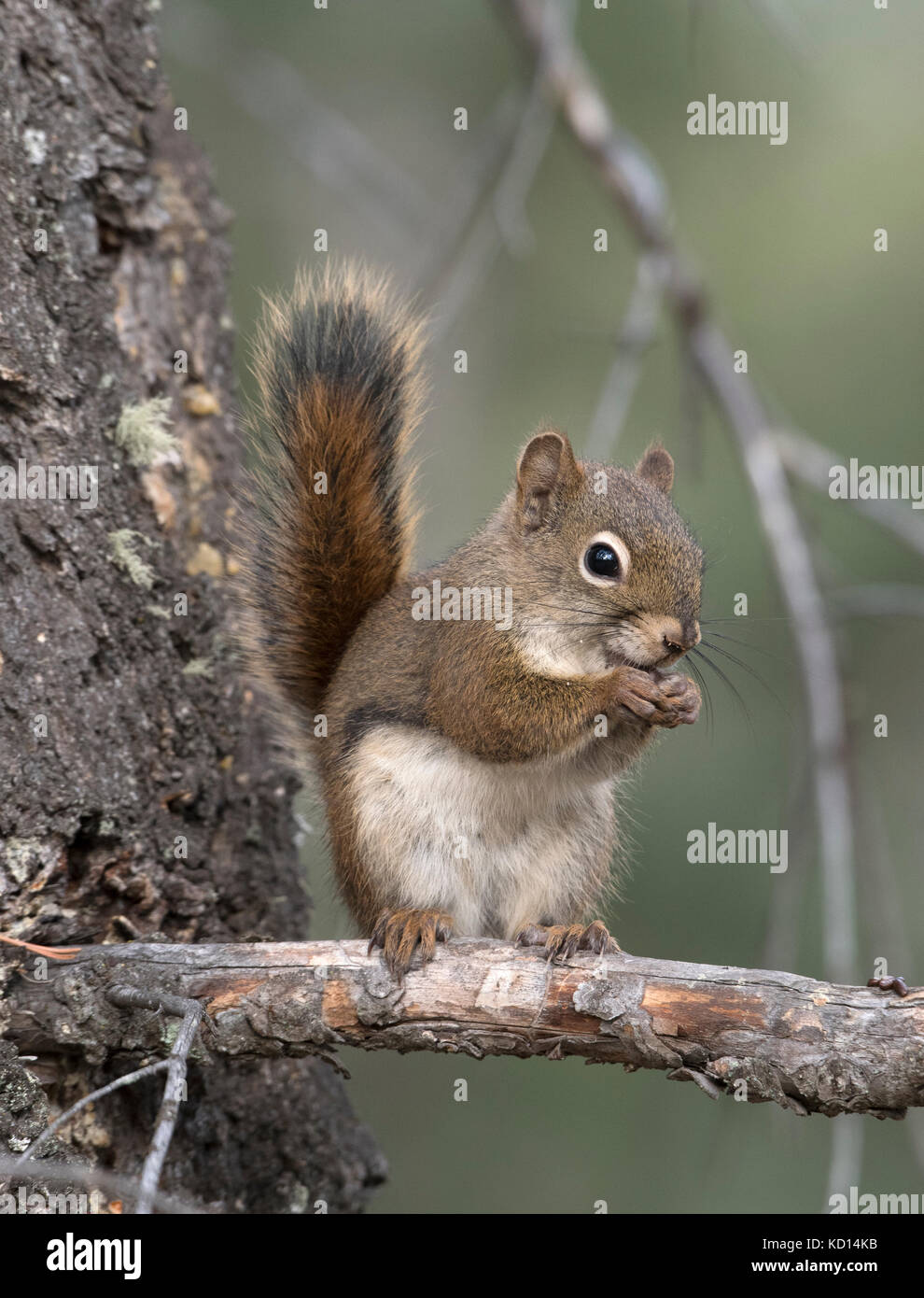 Red Squirrel sitting on branch looking at viewer. (Tamiasciurus hudsonicus). Alberta, Canada. Stock Photo