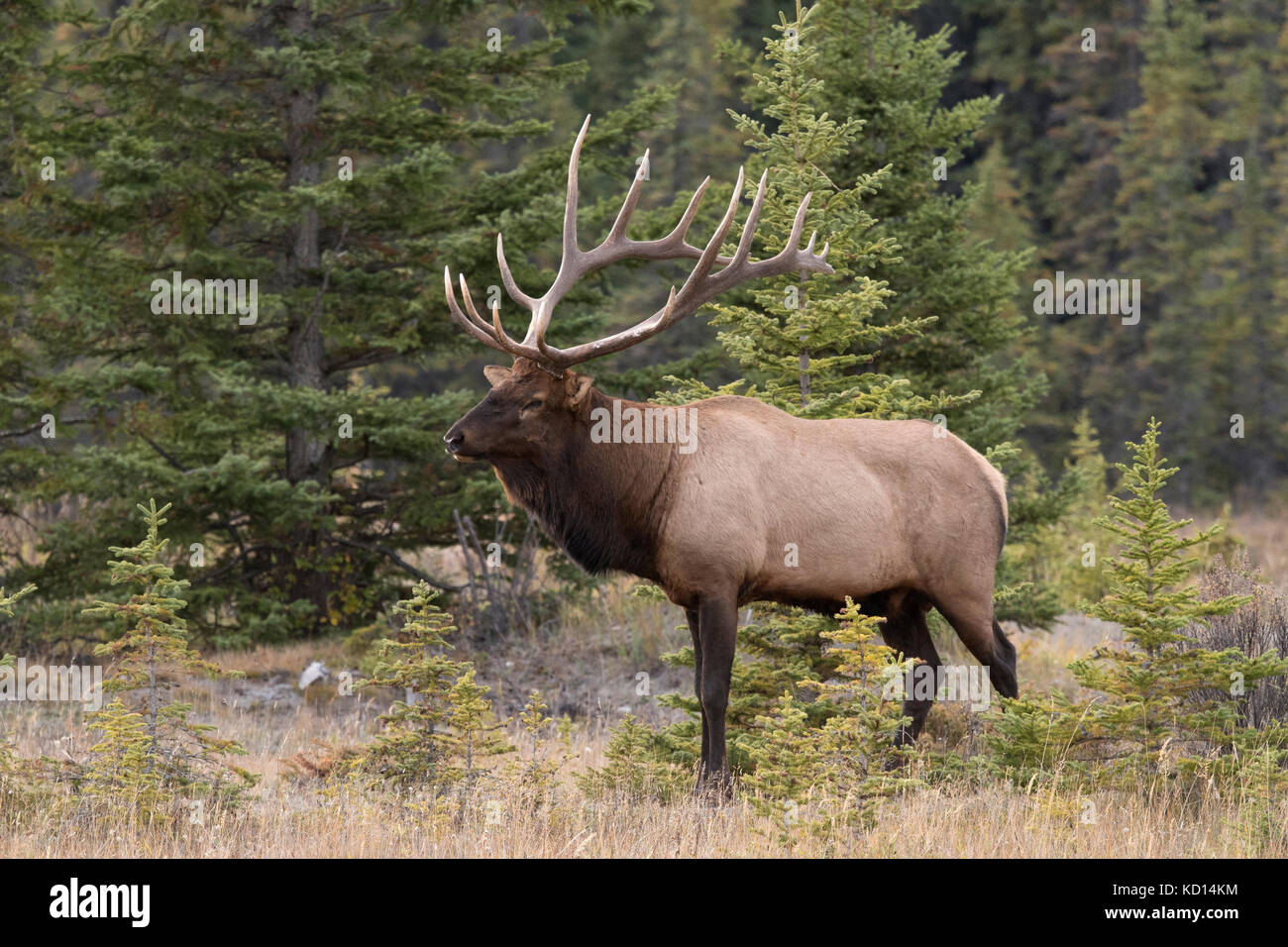 Bull (Male) elk, or wapiti (Cervus canadensis), Jasper National Park, Alberta, Canada Stock Photo