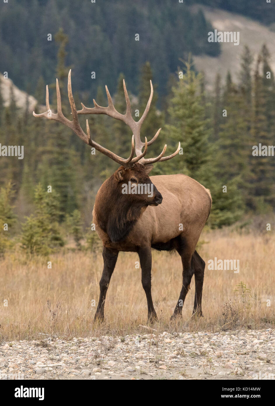 Bull (Male) elk, or wapiti (Cervus canadensis), Jasper National Park, Alberta, Canada Stock Photo