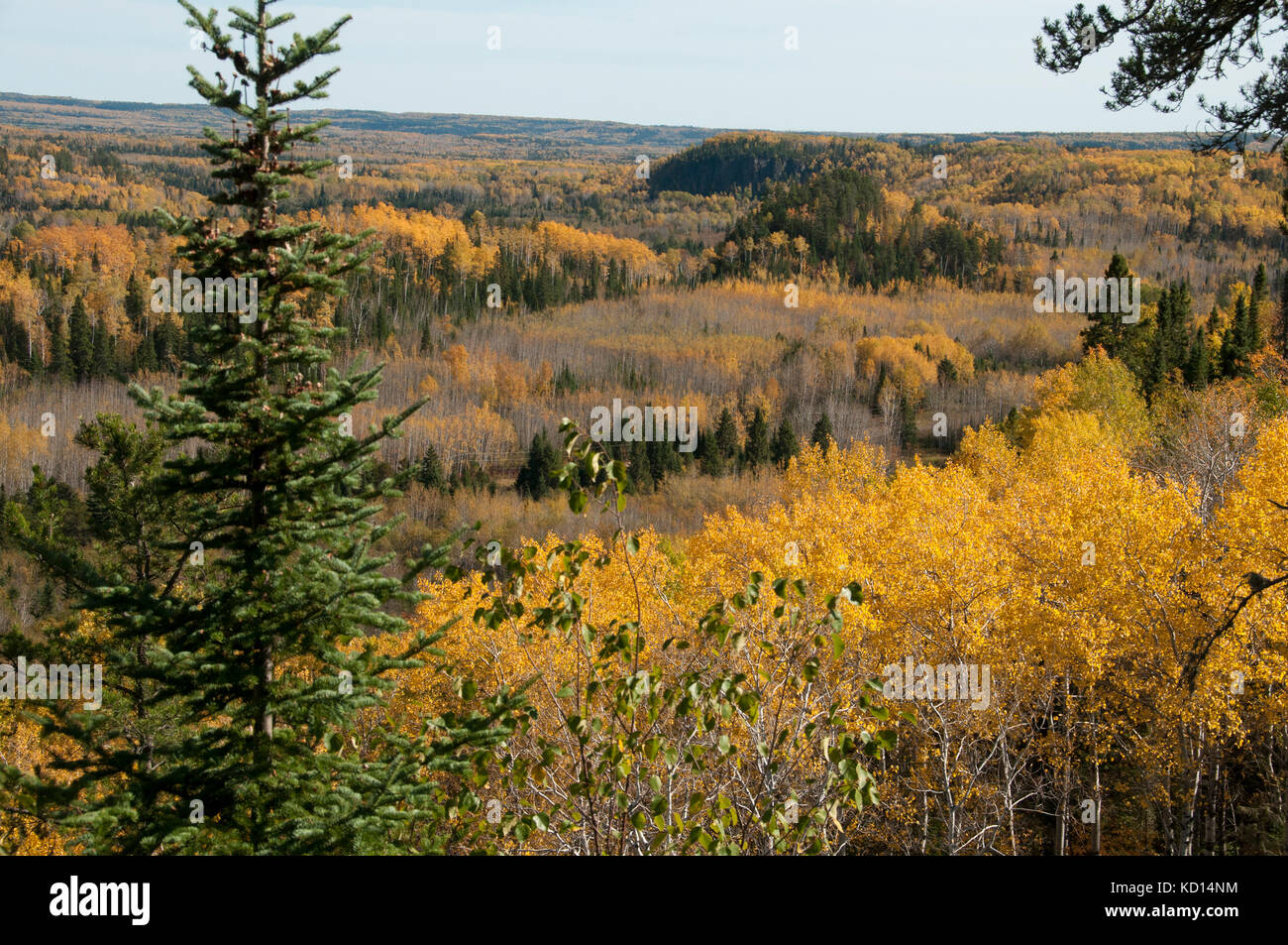Scenic of autumn boreal forest with Quaking or Trembling Aspen (Populus tremuloides), near Thunder Bay, Ontario, Canada Stock Photo