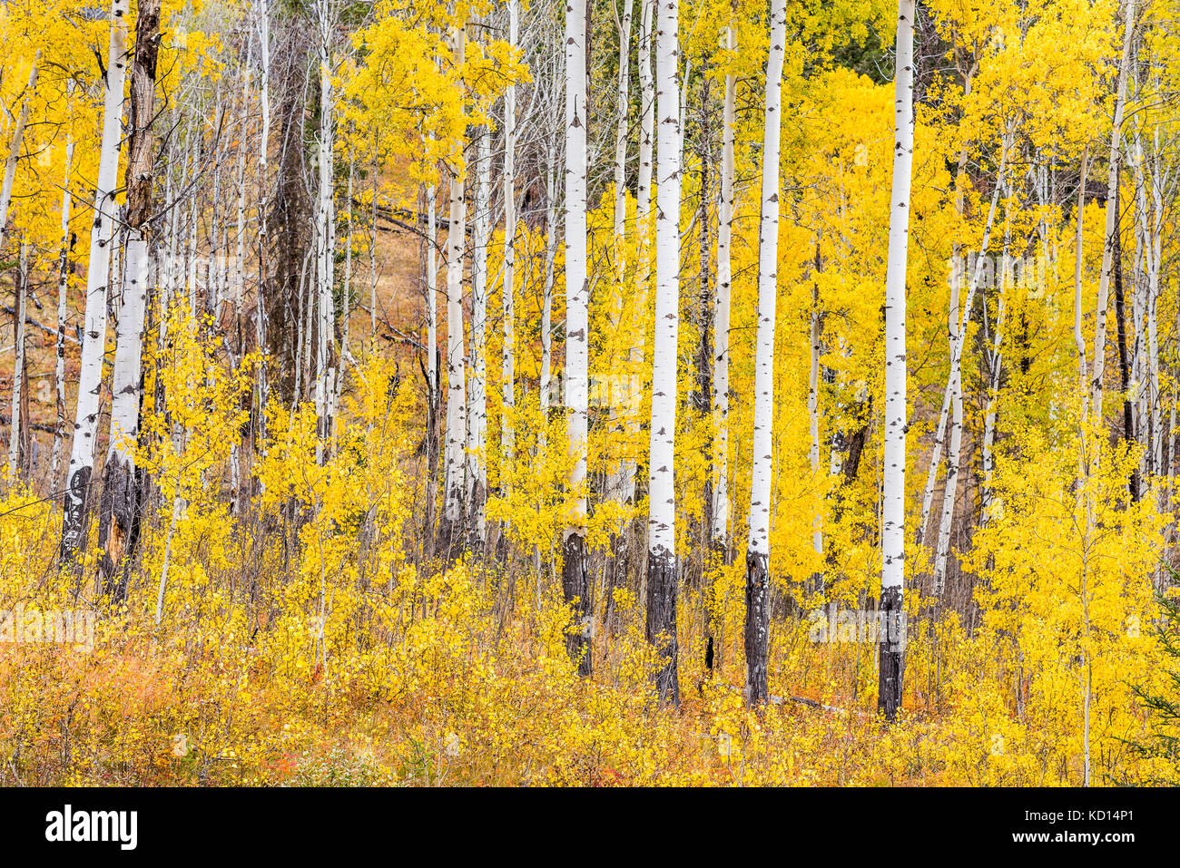 Aspen parkland hires stock photography and images Alamy