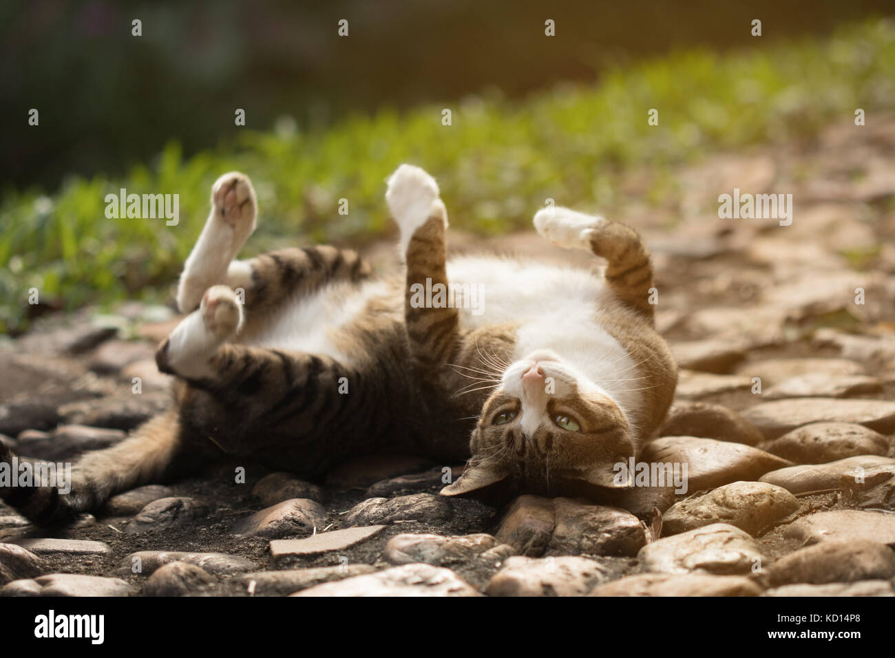 Cute cat rolling on floor Stock Photo