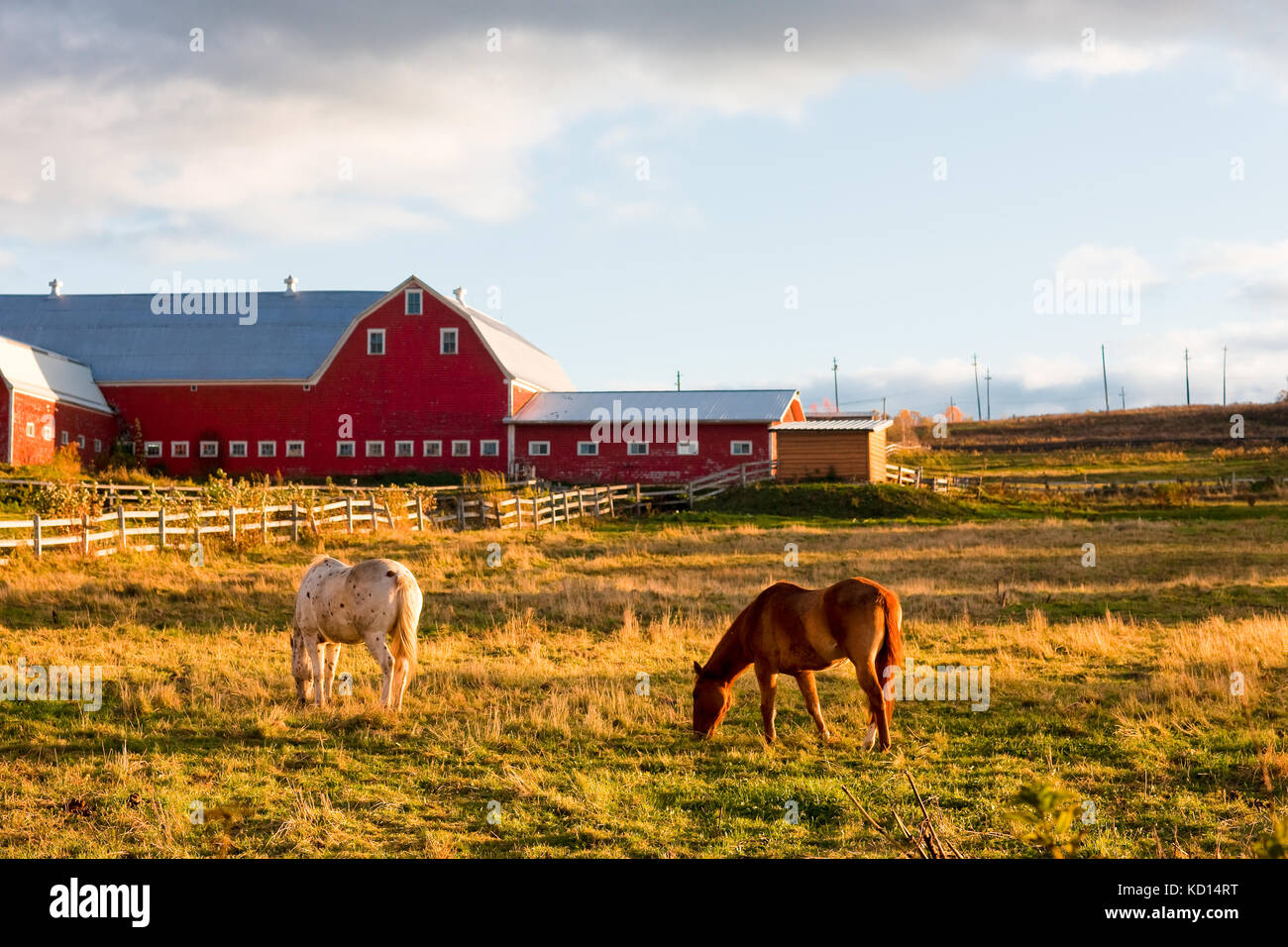 Horses grazing in front of red barn, Fredericton, New Brunswick, Canada Stock Photo