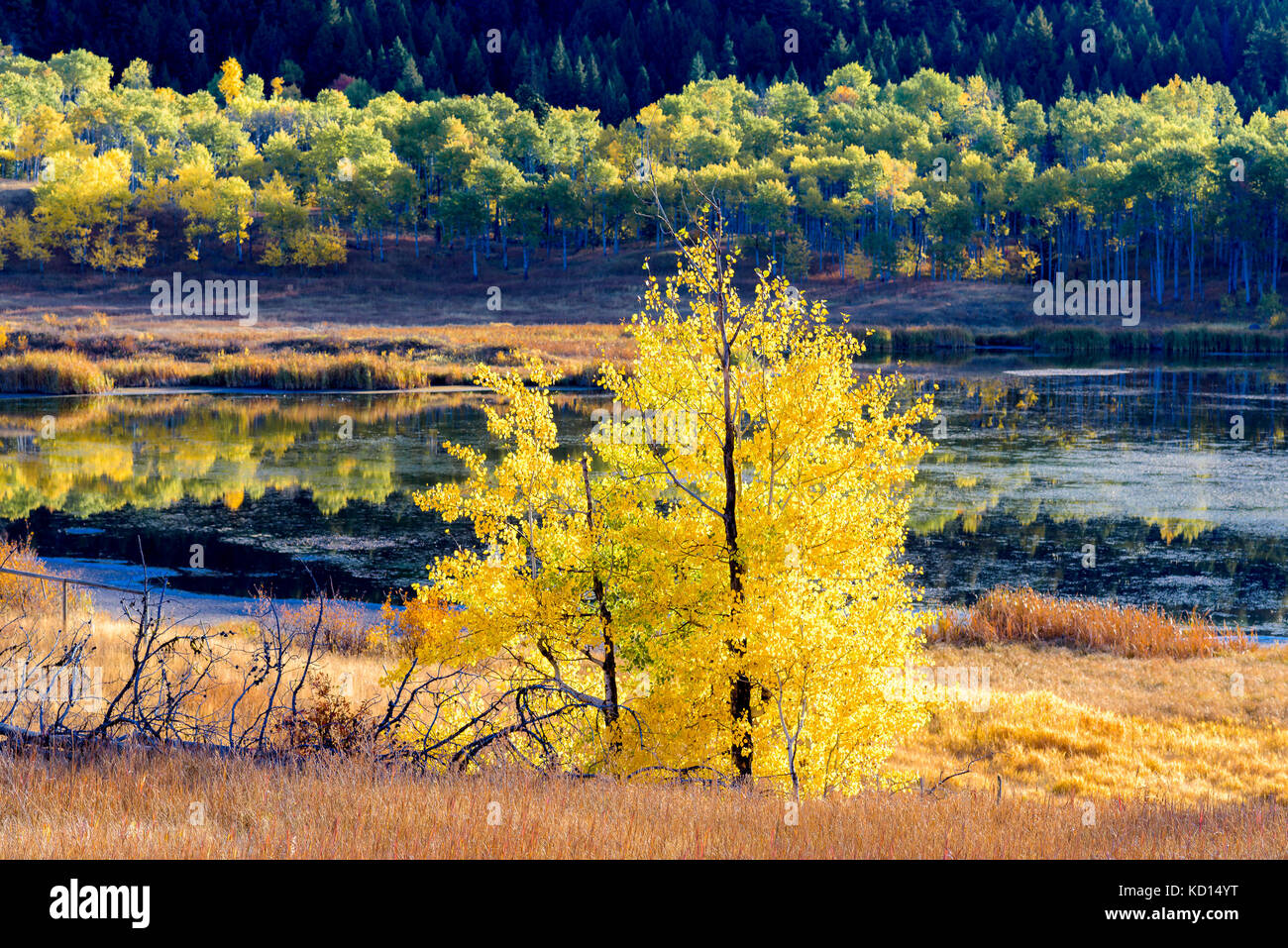 Fall colour, Kidd Lake, Aspen Grove, British Columbia, Canada. Stock Photo