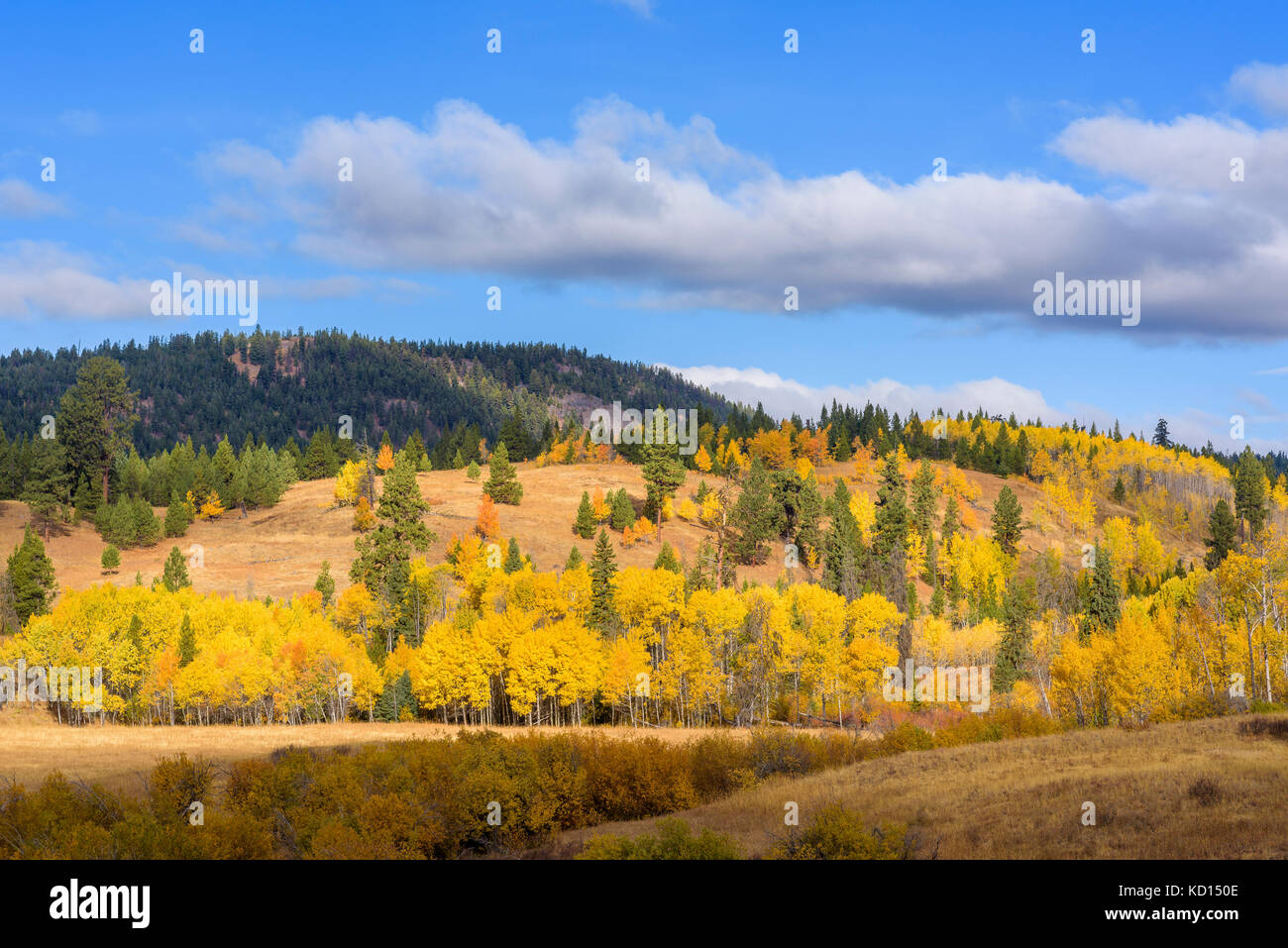 Fall colour near Aspen Grove, British Columbia, Canada. Stock Photo