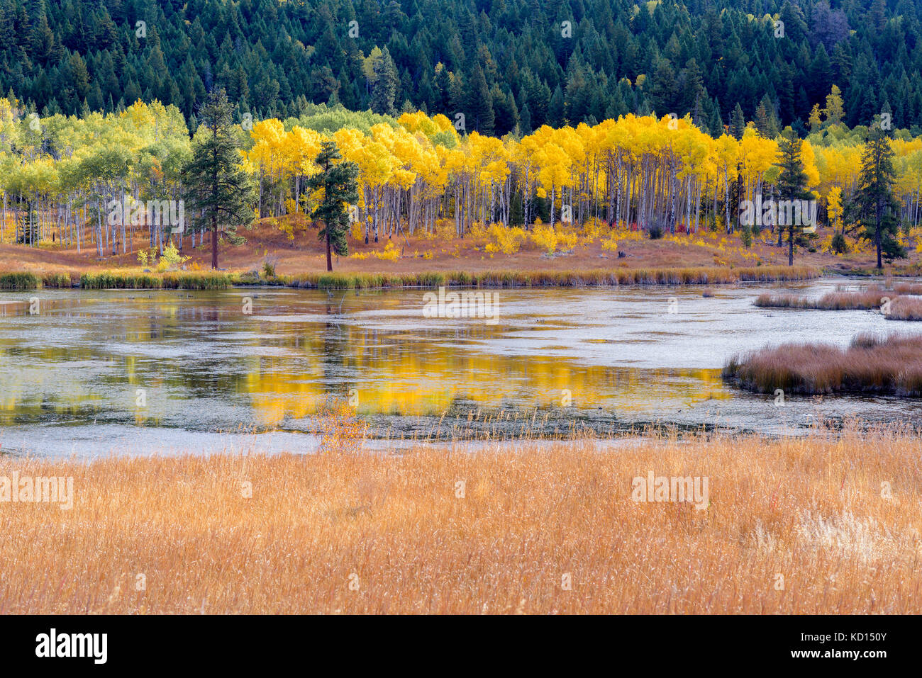 Fall colour, Kidd Lake, Aspen Grove, British Columbia, Canada. Stock Photo