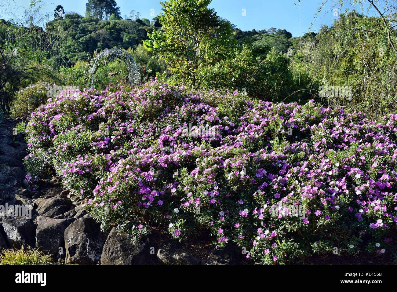 Pink flower (heterocentron) growing in the garden in the background of the blue sky Stock Photo