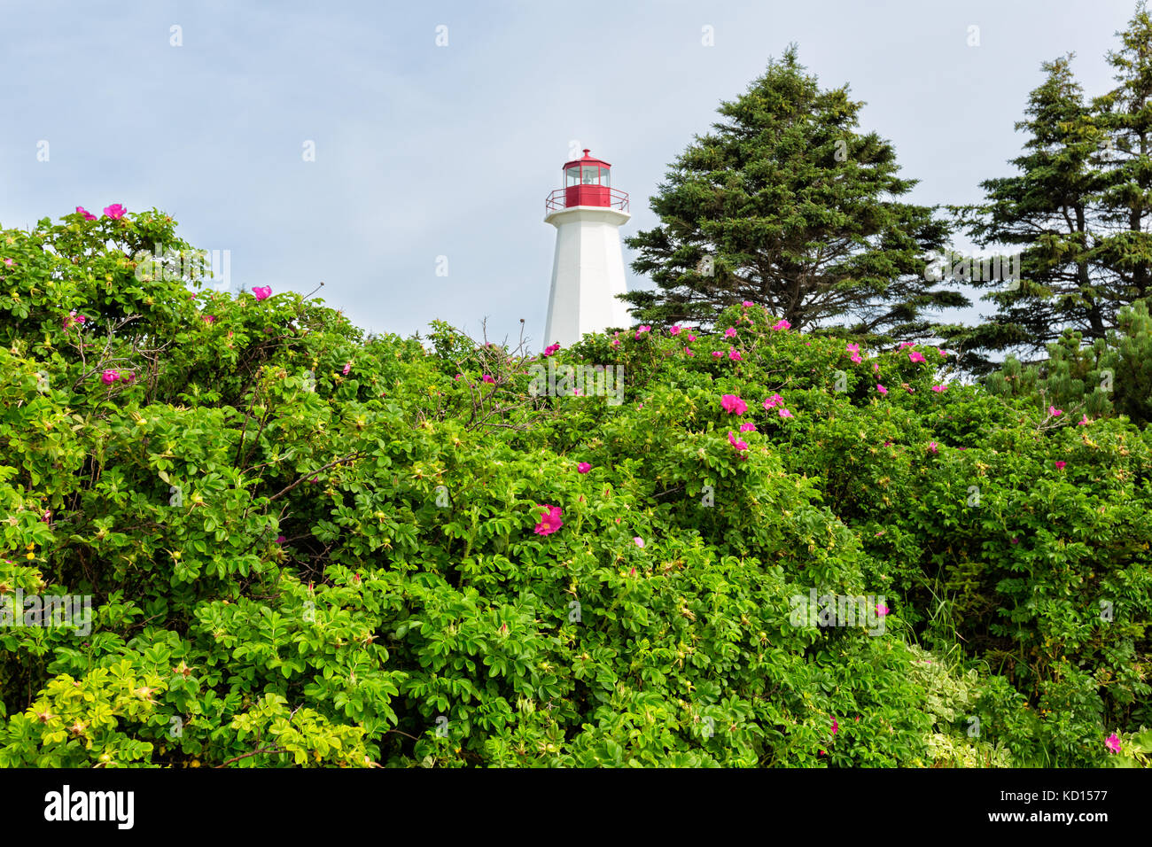 Cape Lighthouse, Sunrise Trail, Nova Scotia, Canada Stock Photo