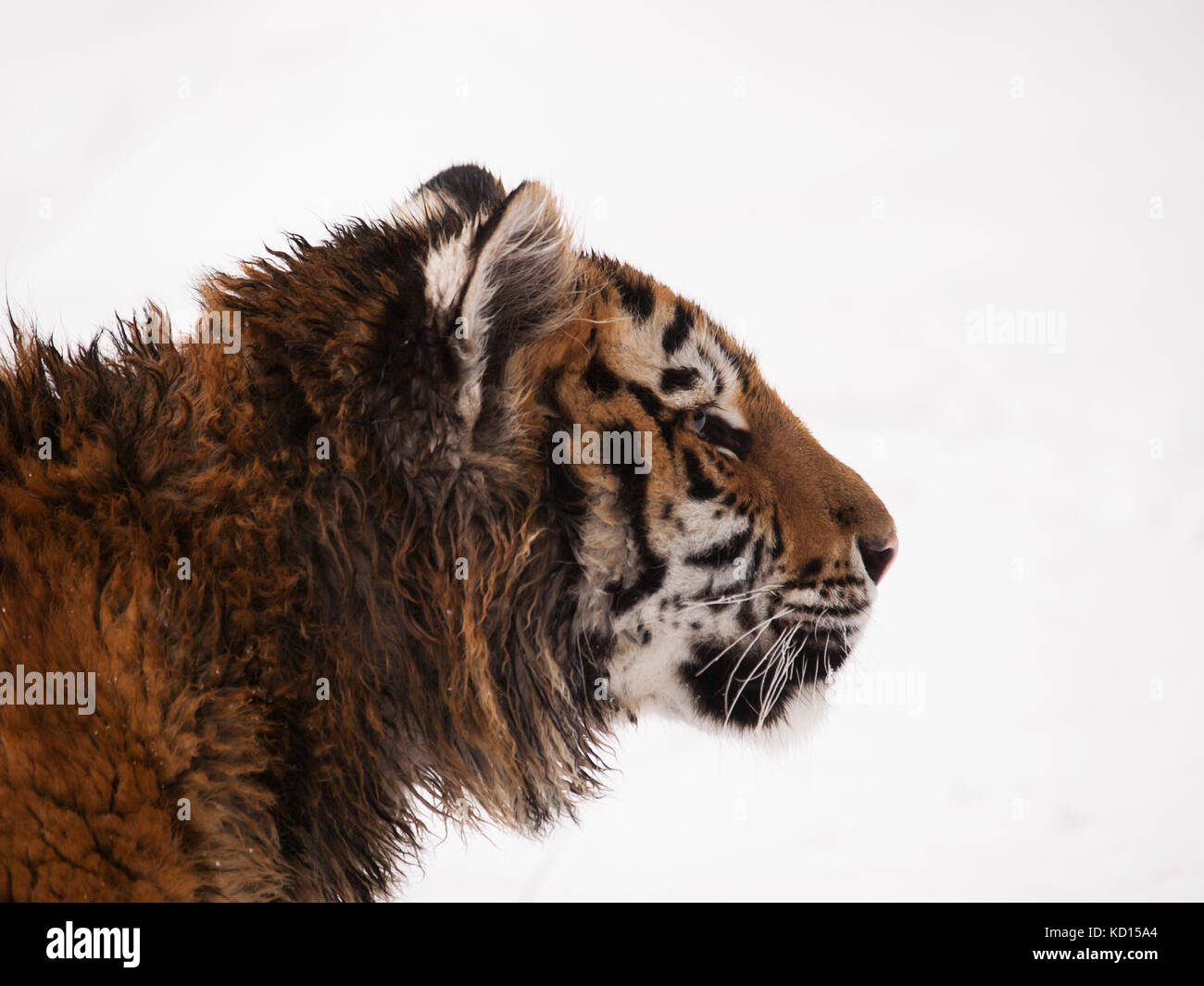 Detail of head of youg siberian tiger in winter - Panthera tigris altaica - endangered in IUNC Red List Stock Photo