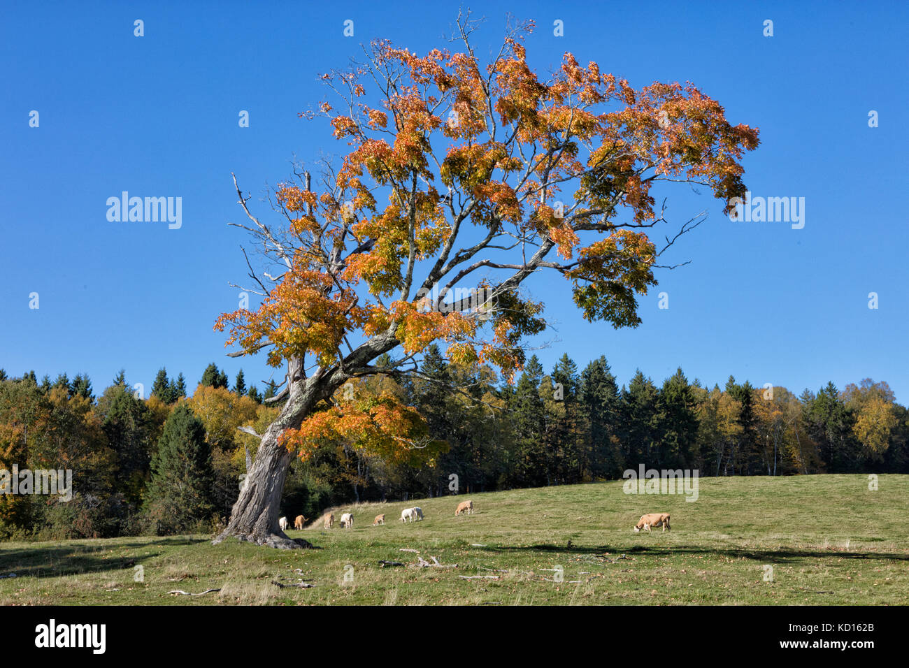 Sheep and maple tree, Hopewell, Albert County, New Brunswick, Canada Stock Photo