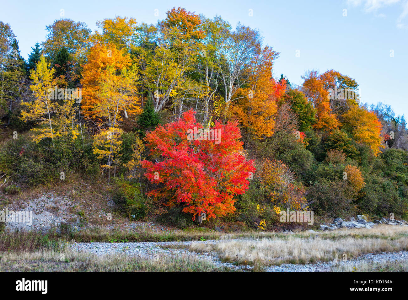 Maple tree in fall foliage, Fundy National Park, New Brunswick, Canada Stock Photo