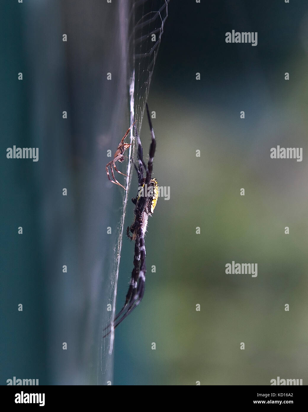Orb weavers, Black and yellow Argiope Spider (Argiope aurantia) male and female on web. Stock Photo